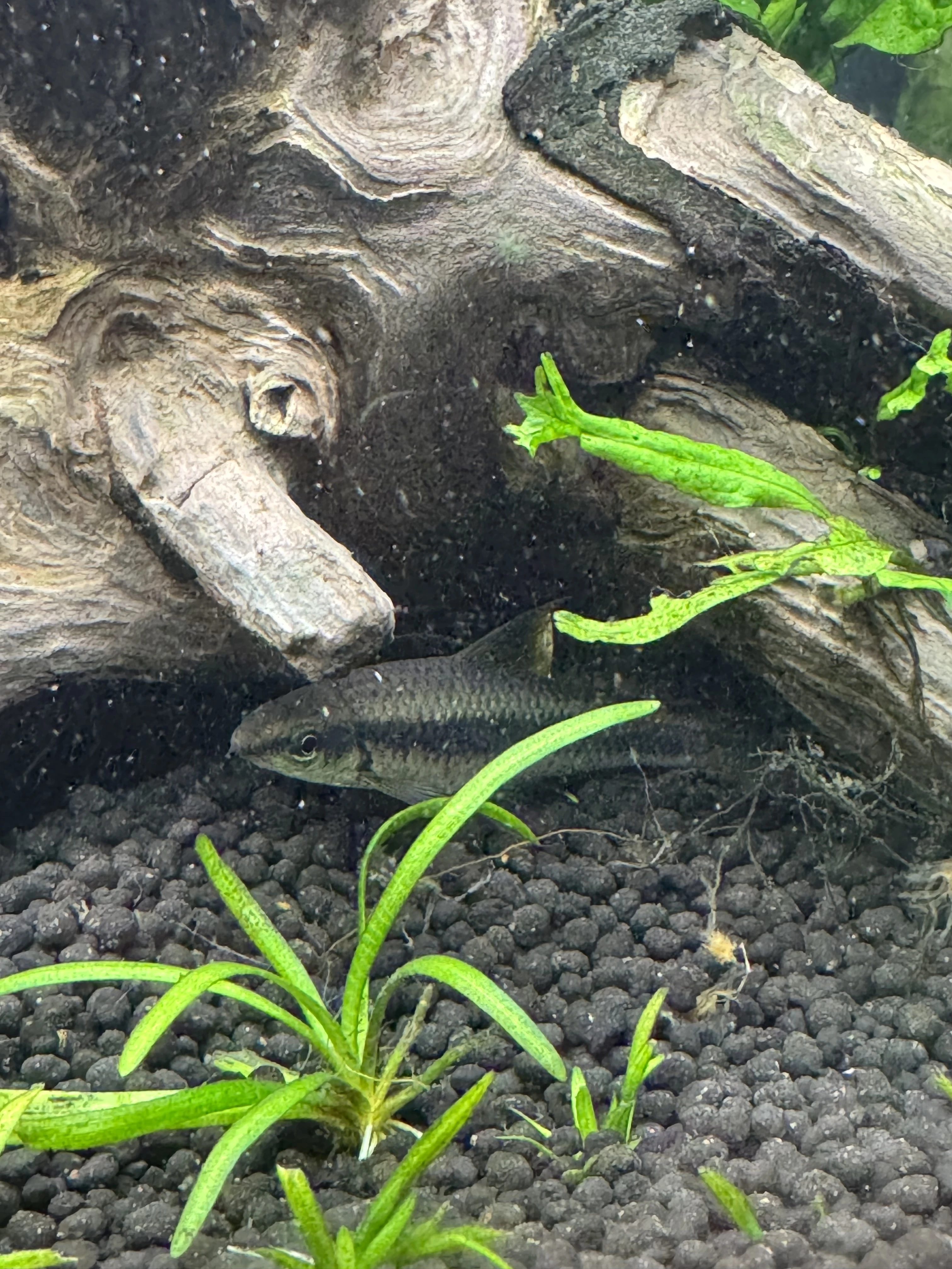 Daruji parmičky černopruhé