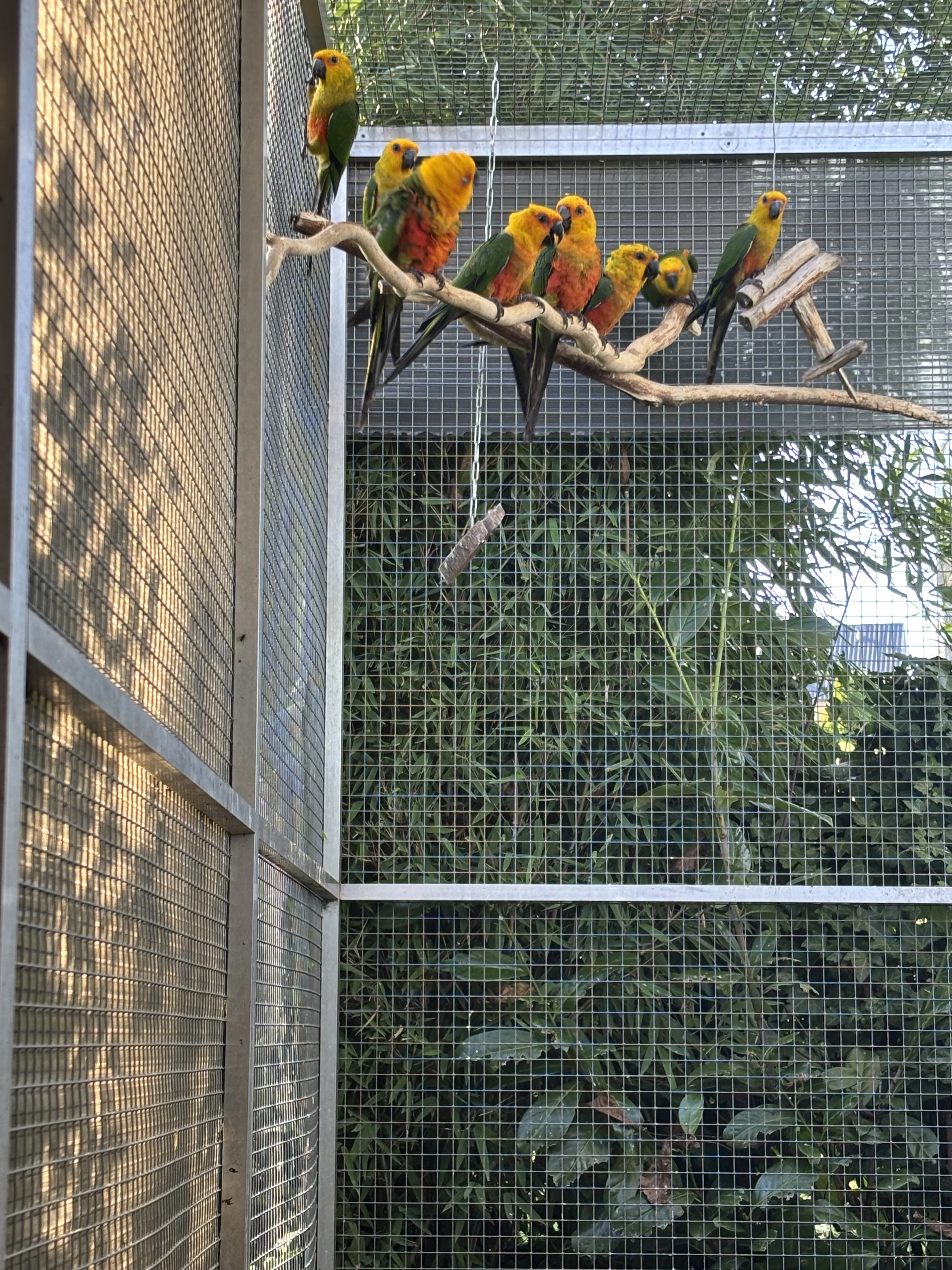 Samice Aratinga Jenday