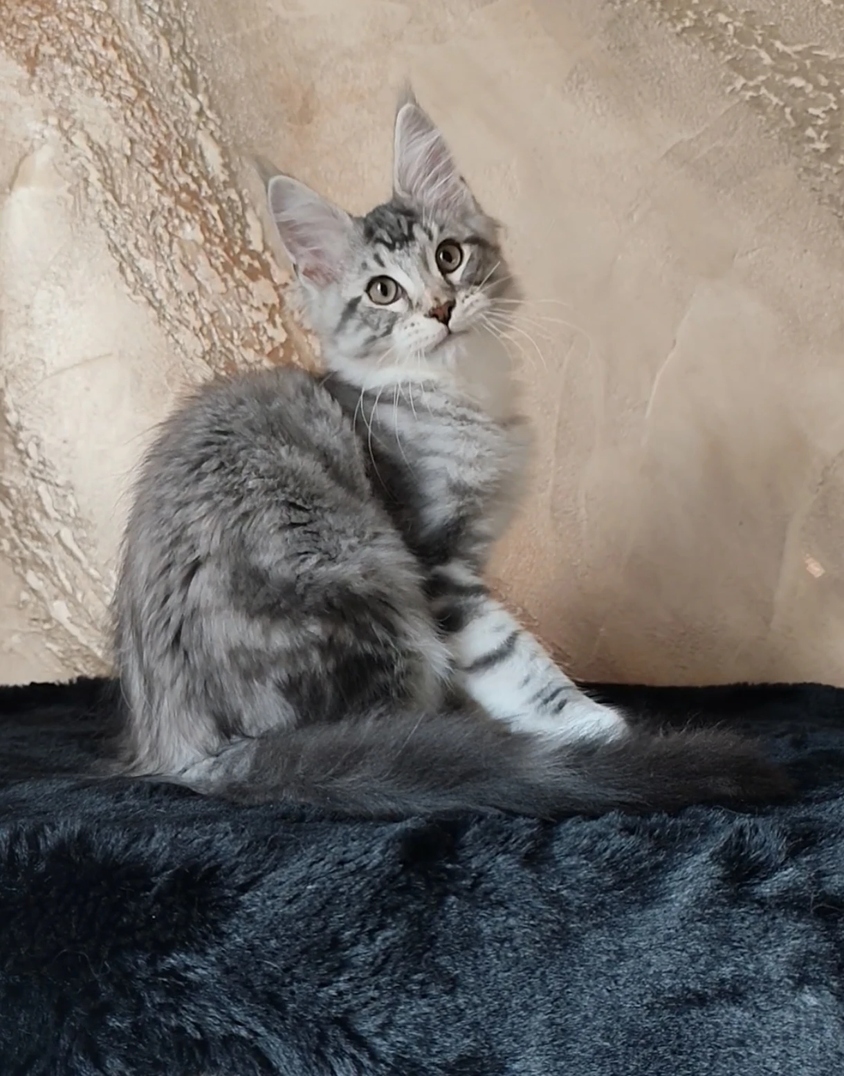 Mainský mývalí kocourek s PP