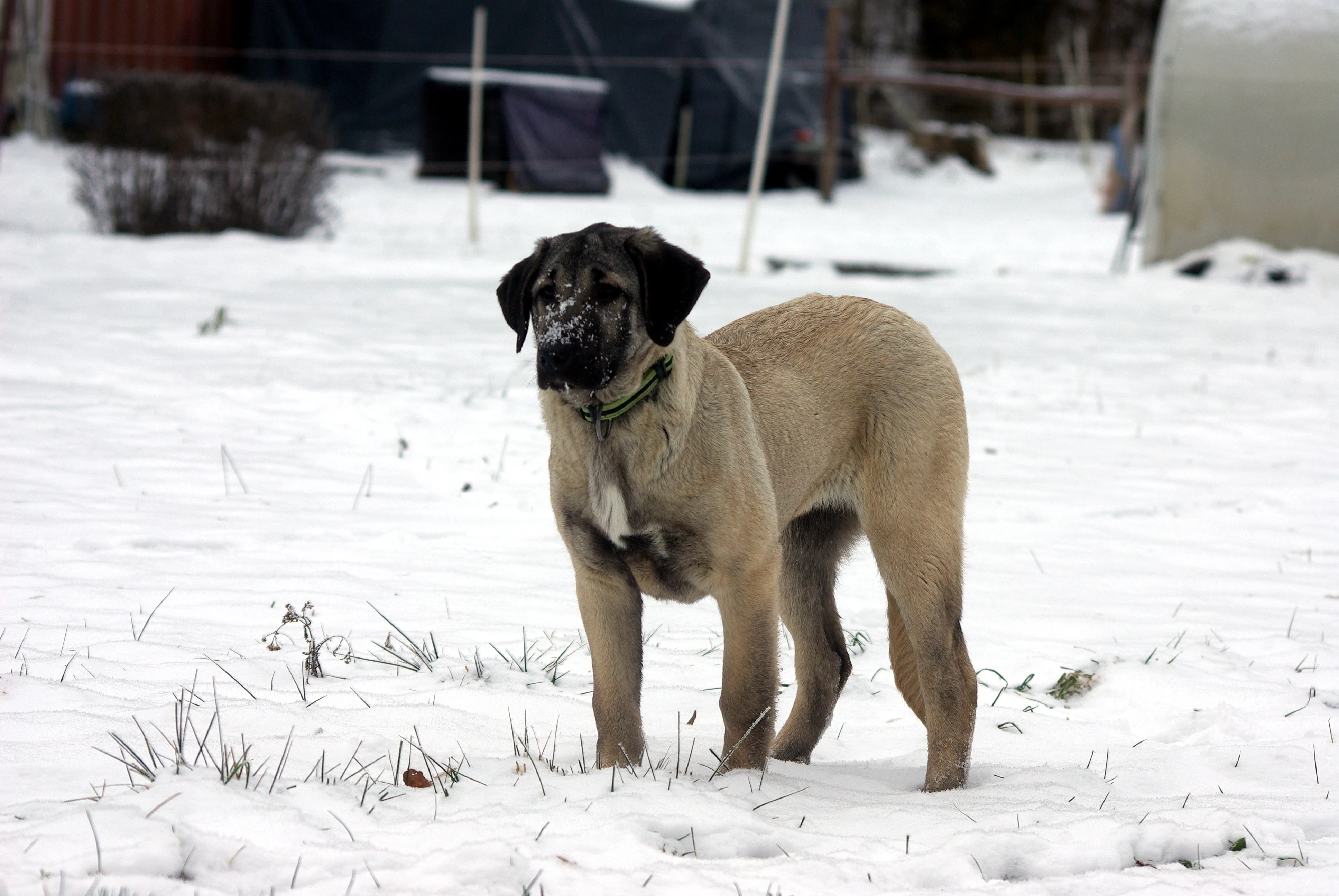 Kangal Çoban Köpegi štěně - fenka