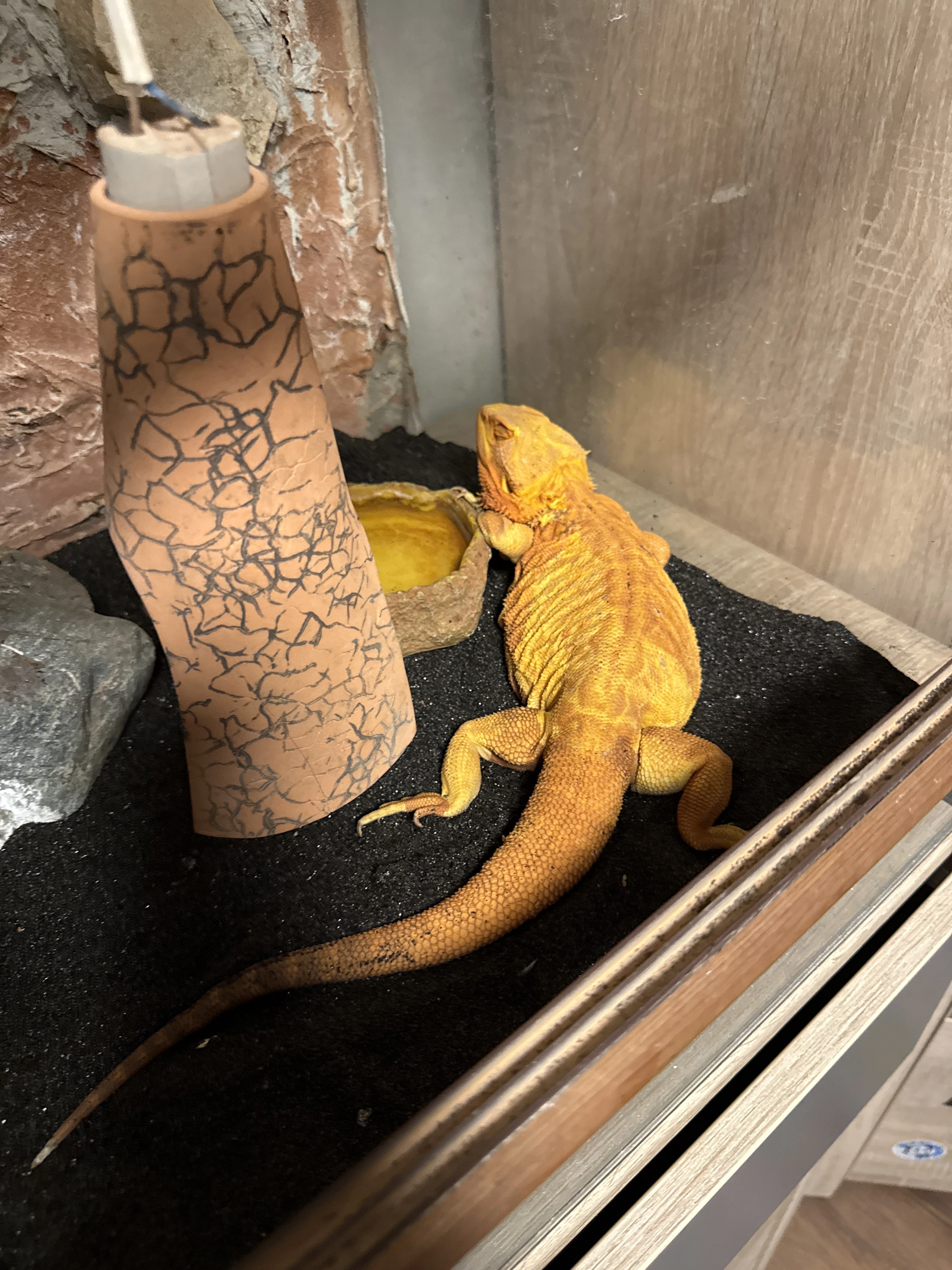 Prodám agamu s teráriem