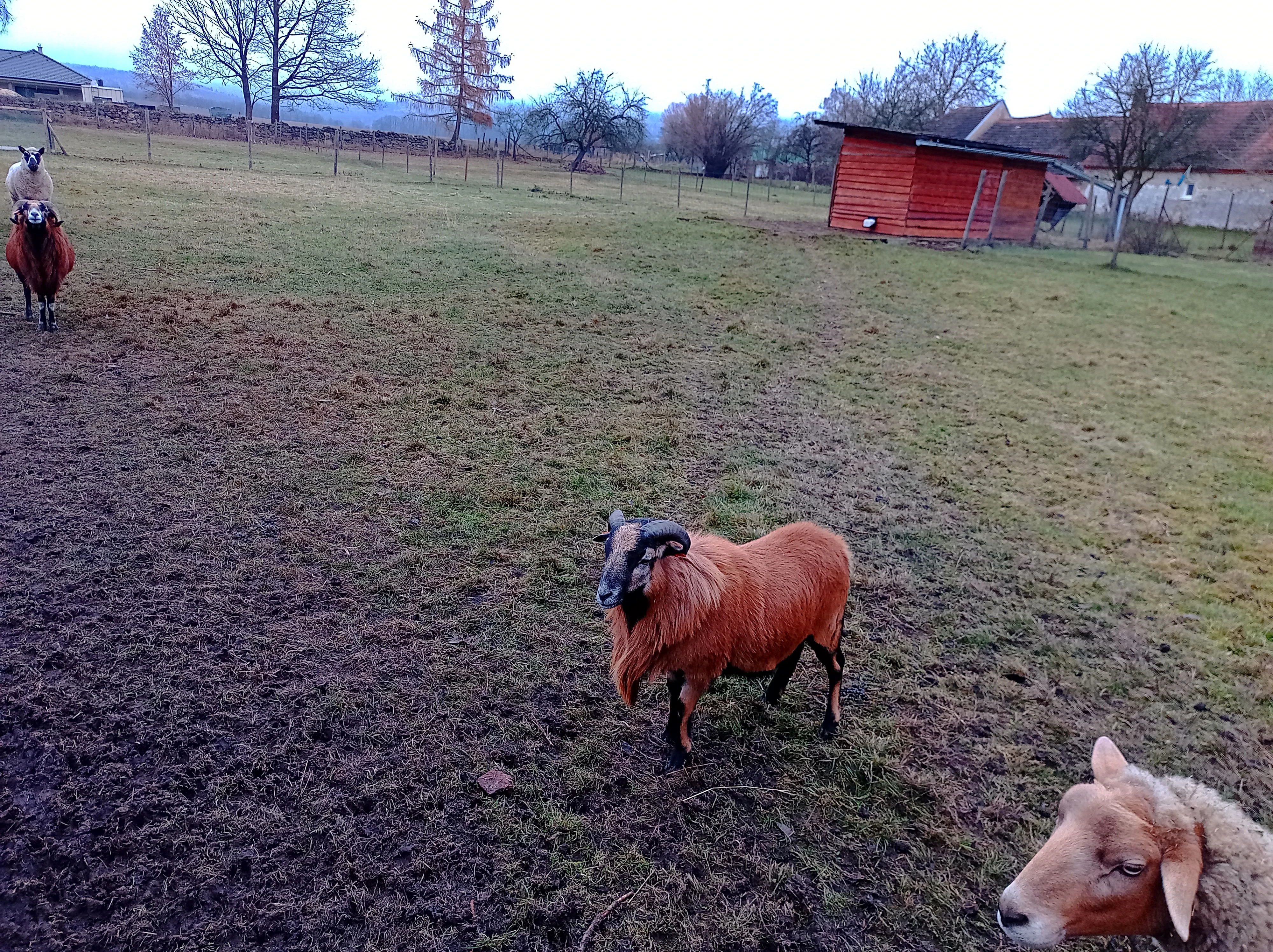 Prodám čistokrevného berana ovce kamerunské