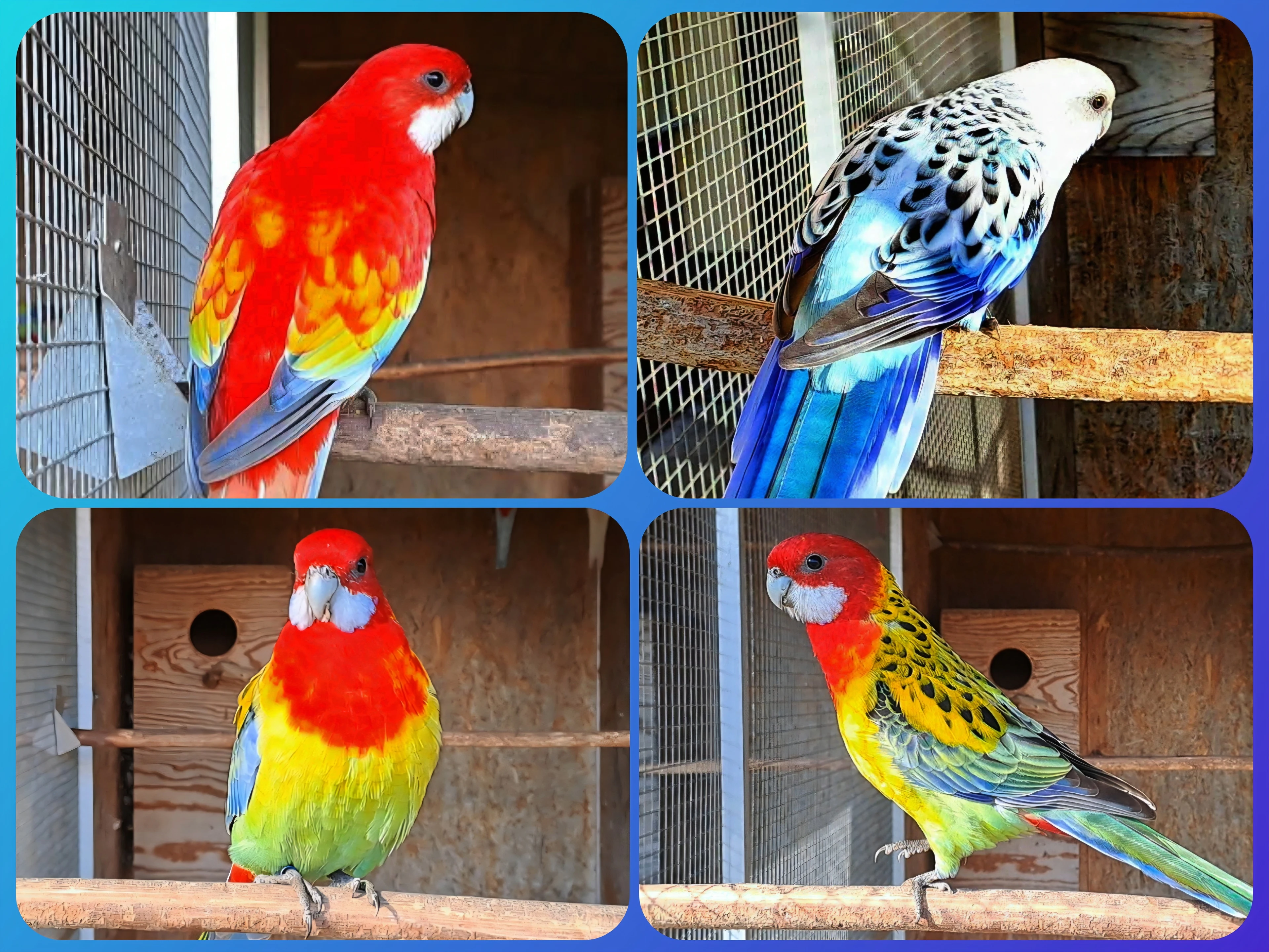 Rozela pestrá goldmantel štěpák 2025