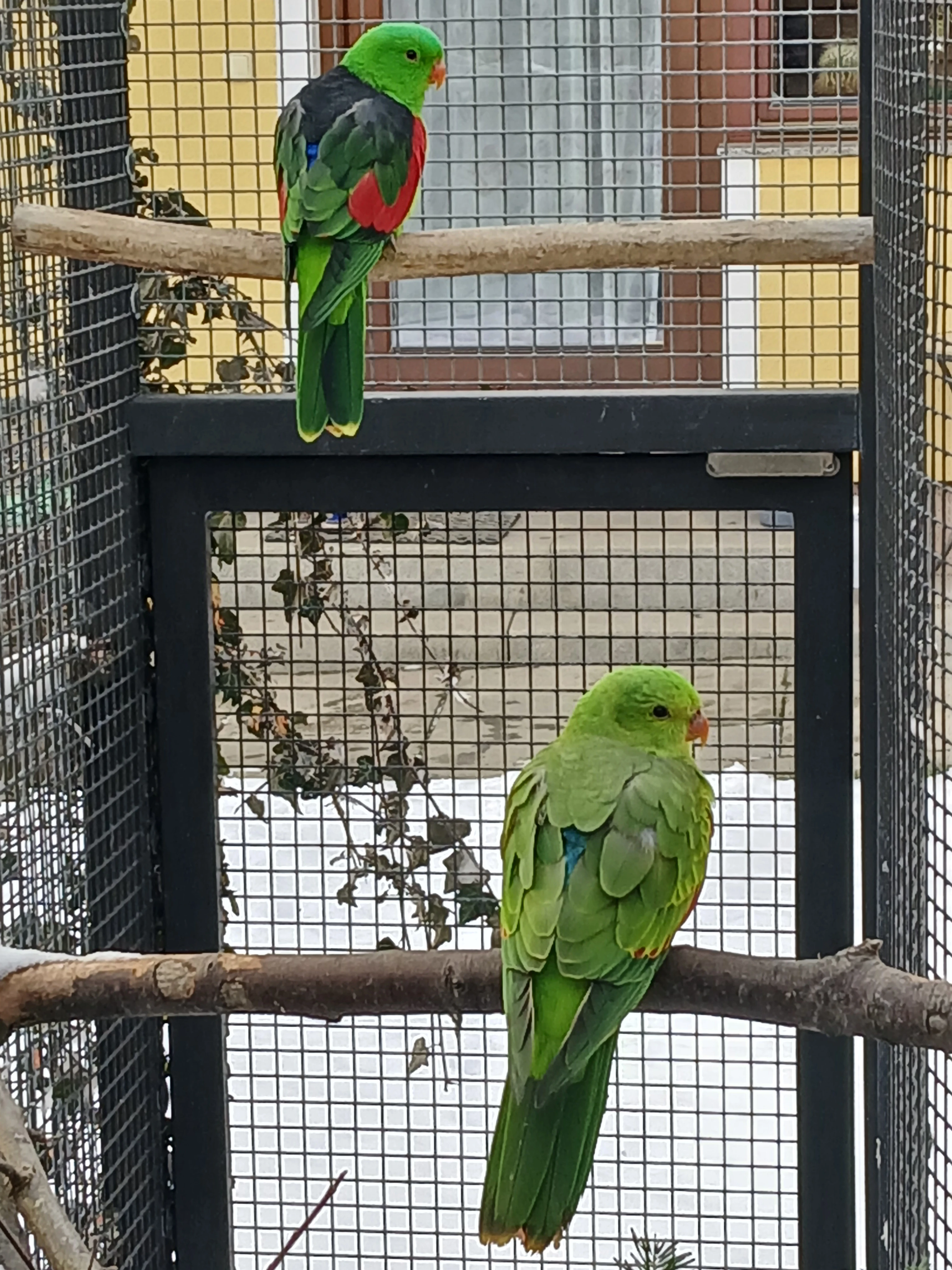 Koupím či vyměním