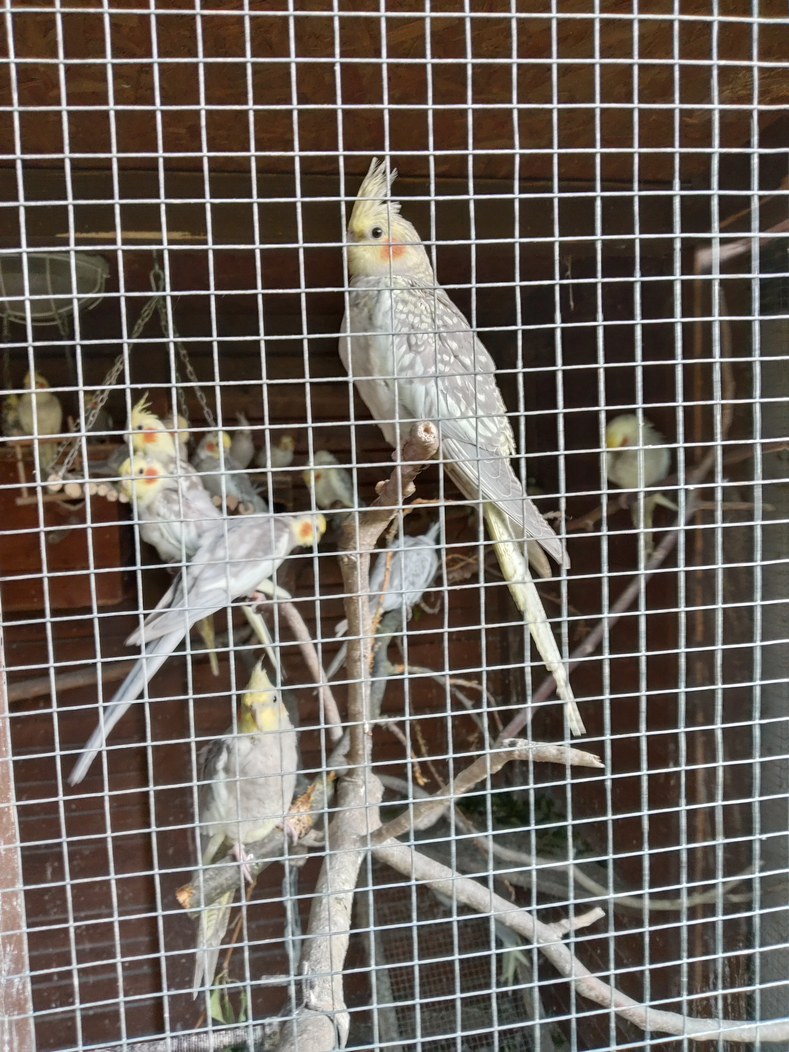 Korela chocholatá a bělohlavá