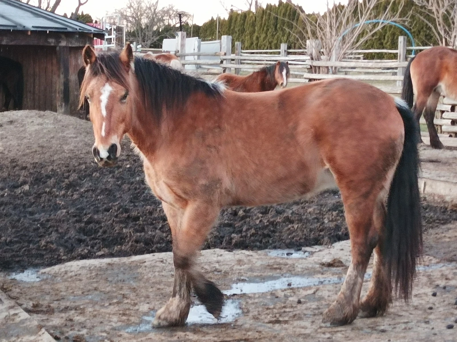 Nabízím k prodeji chovnou klisnu welsh cob