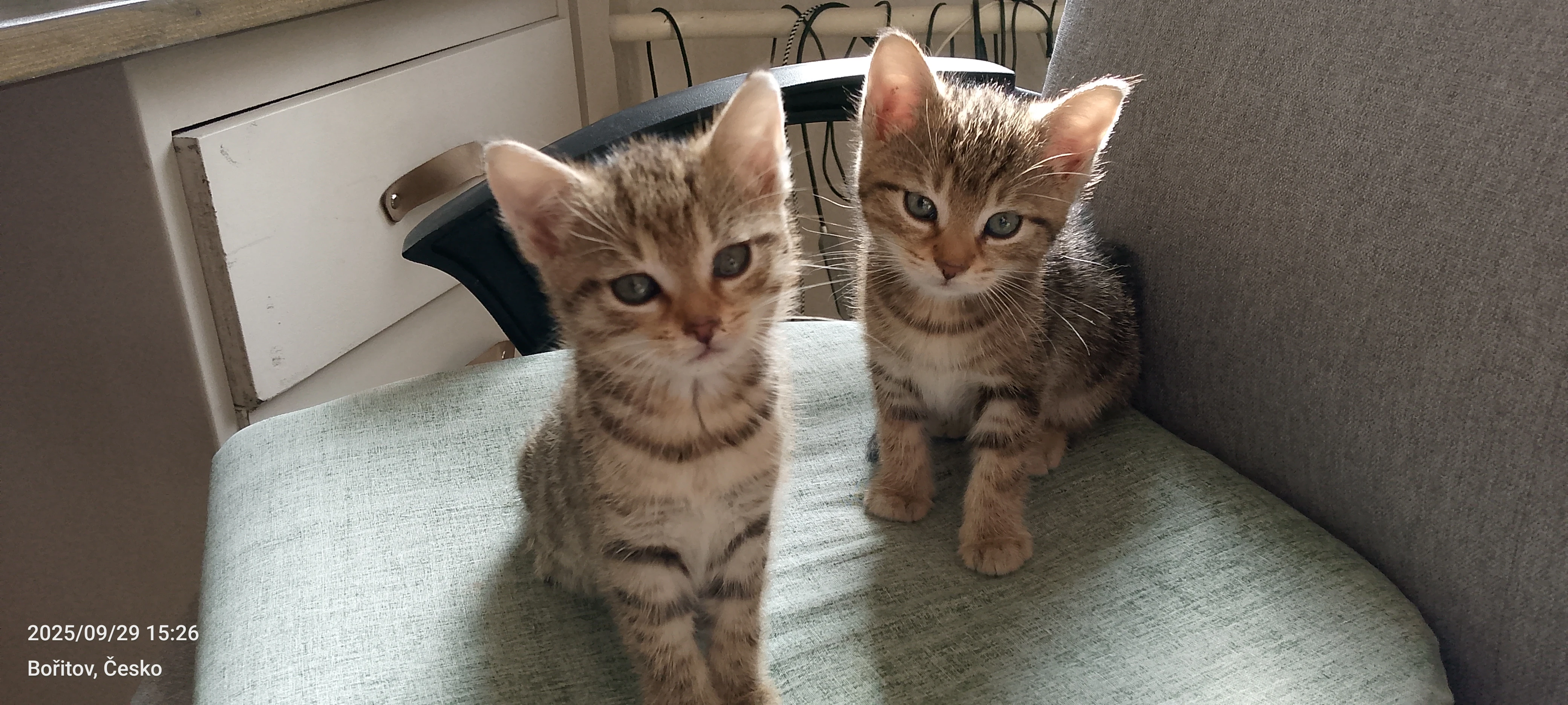 Daruji kotě, kočičku.