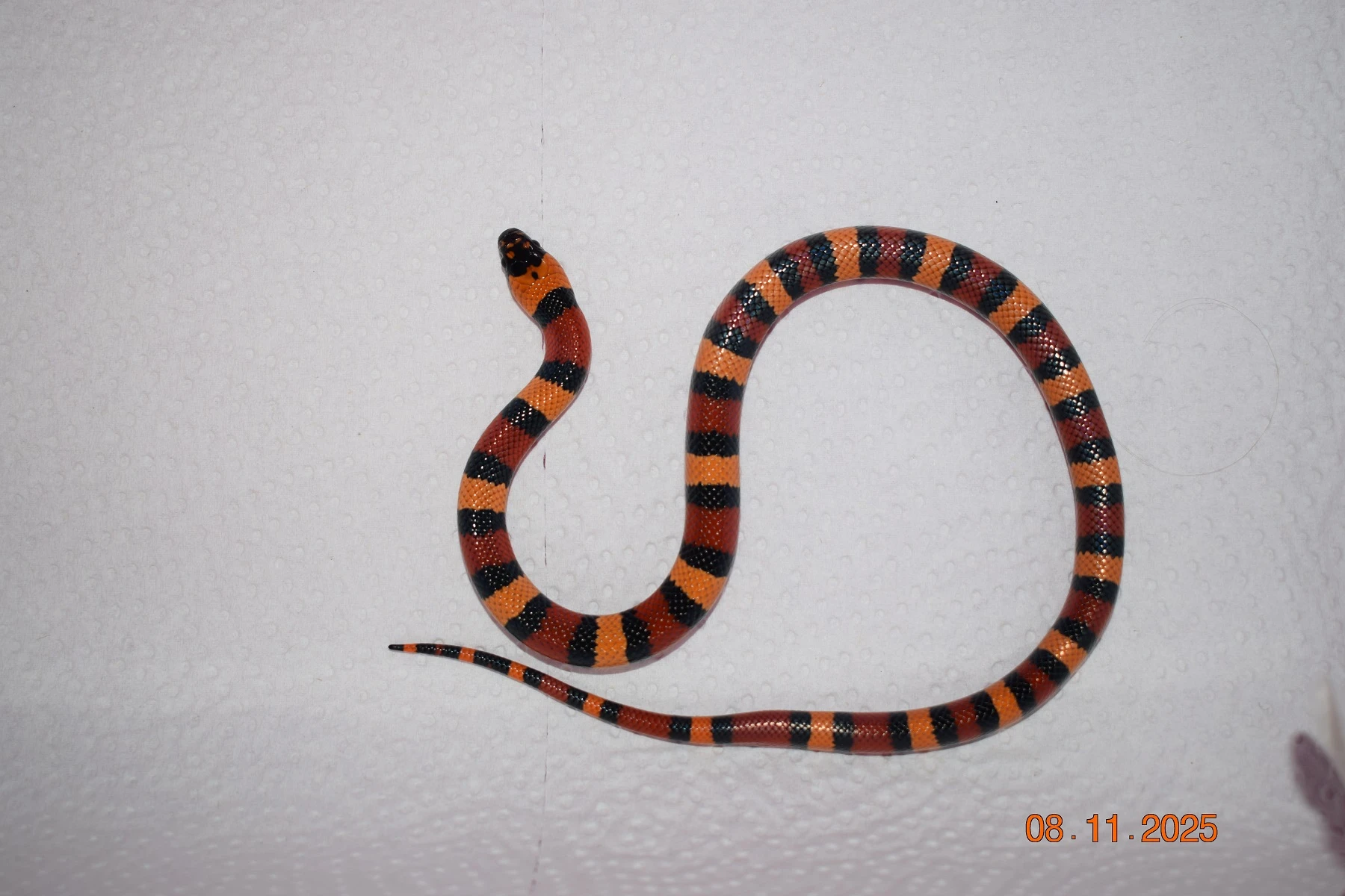 Korálovka mex cambeli odchov