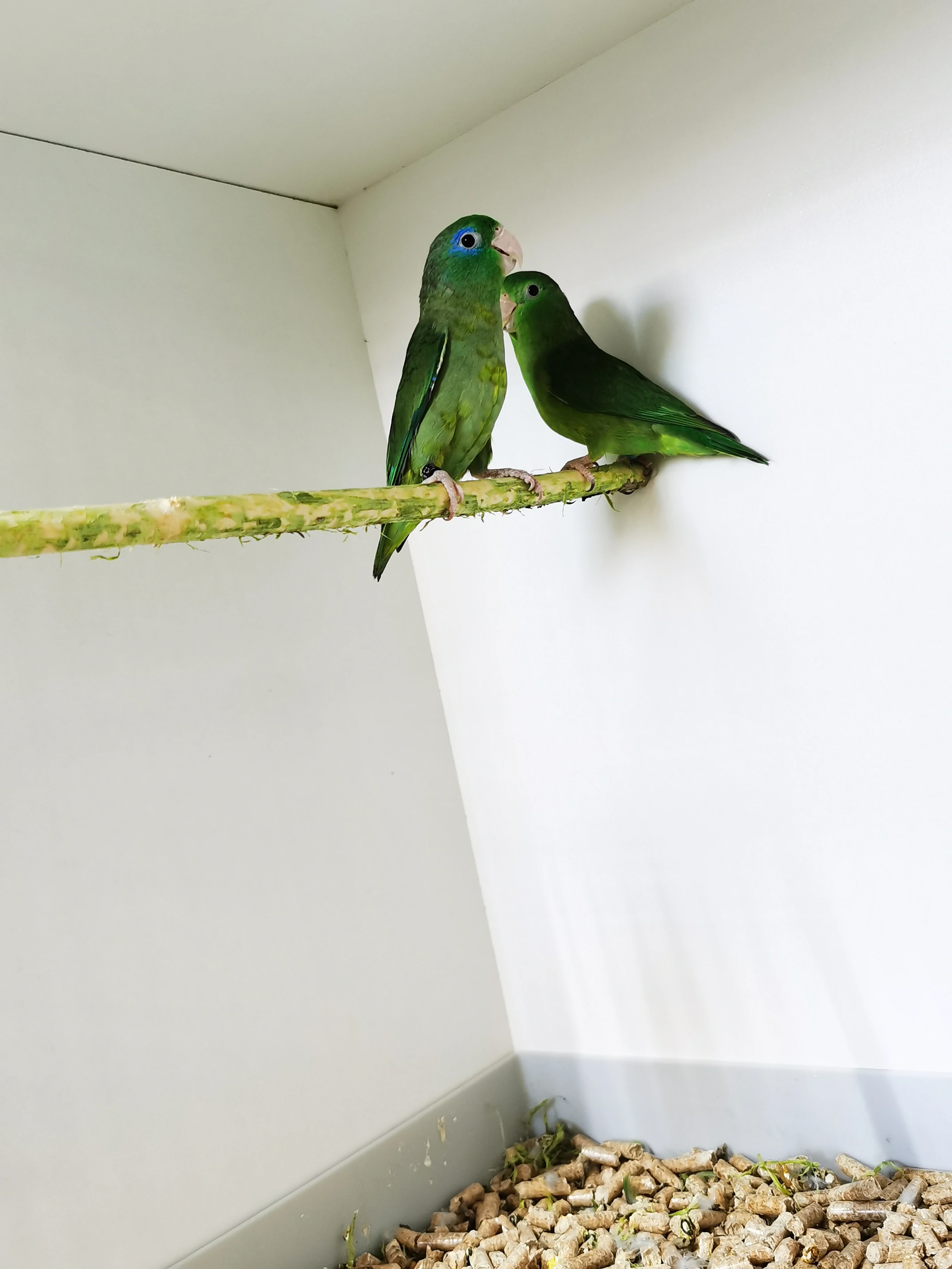 Papoušíček brýlatý 2025