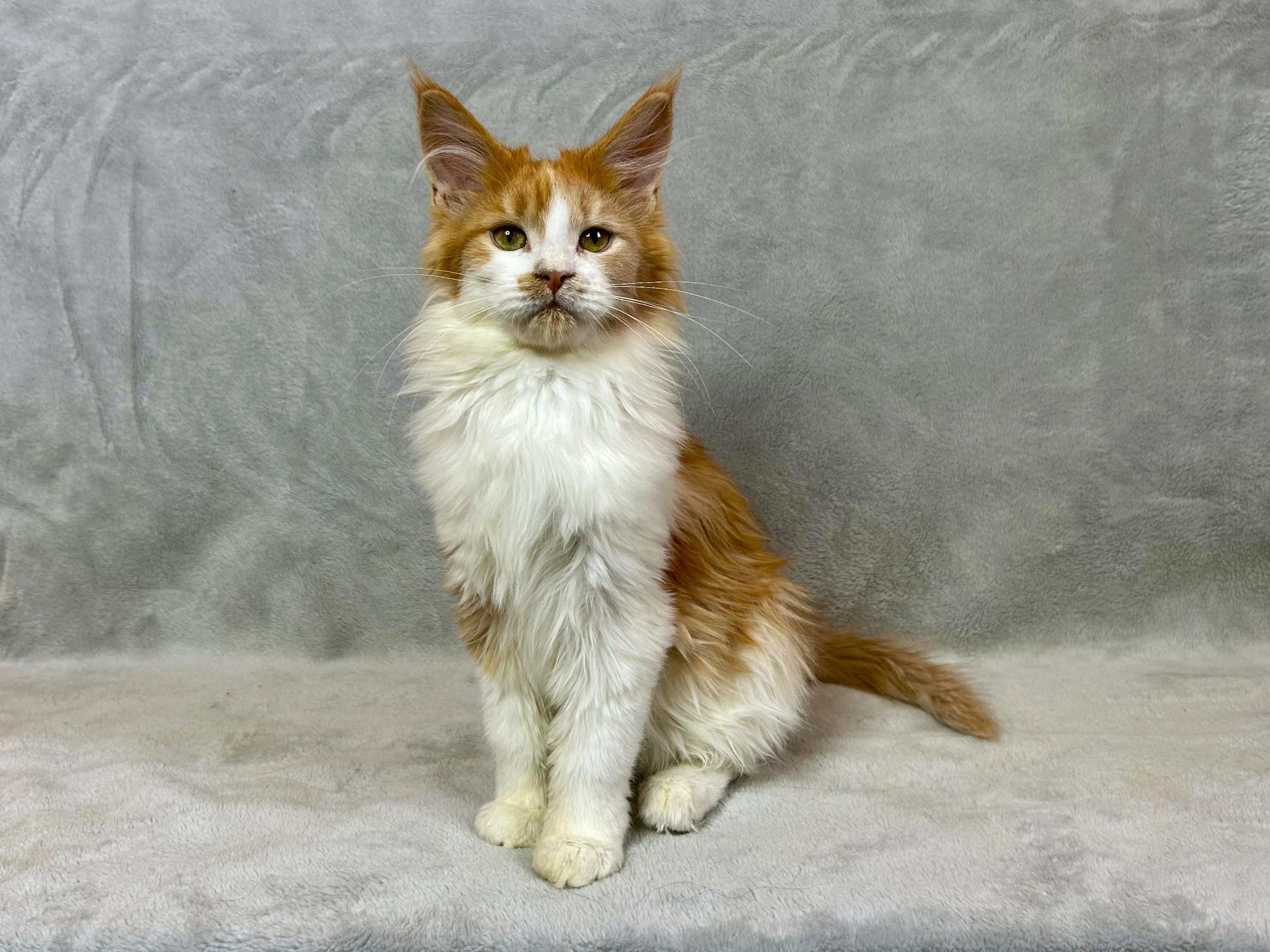 Kočička Mainská mývalí s PP