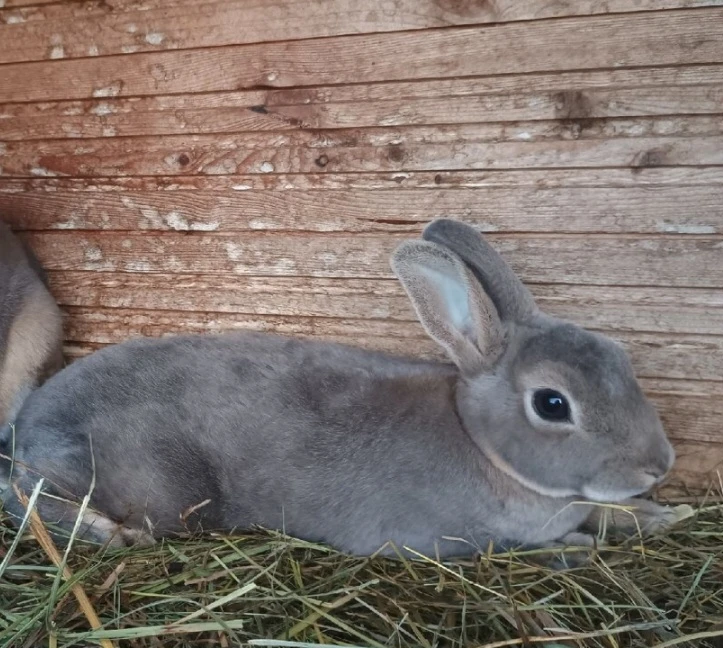 Zakrslý králíček rex