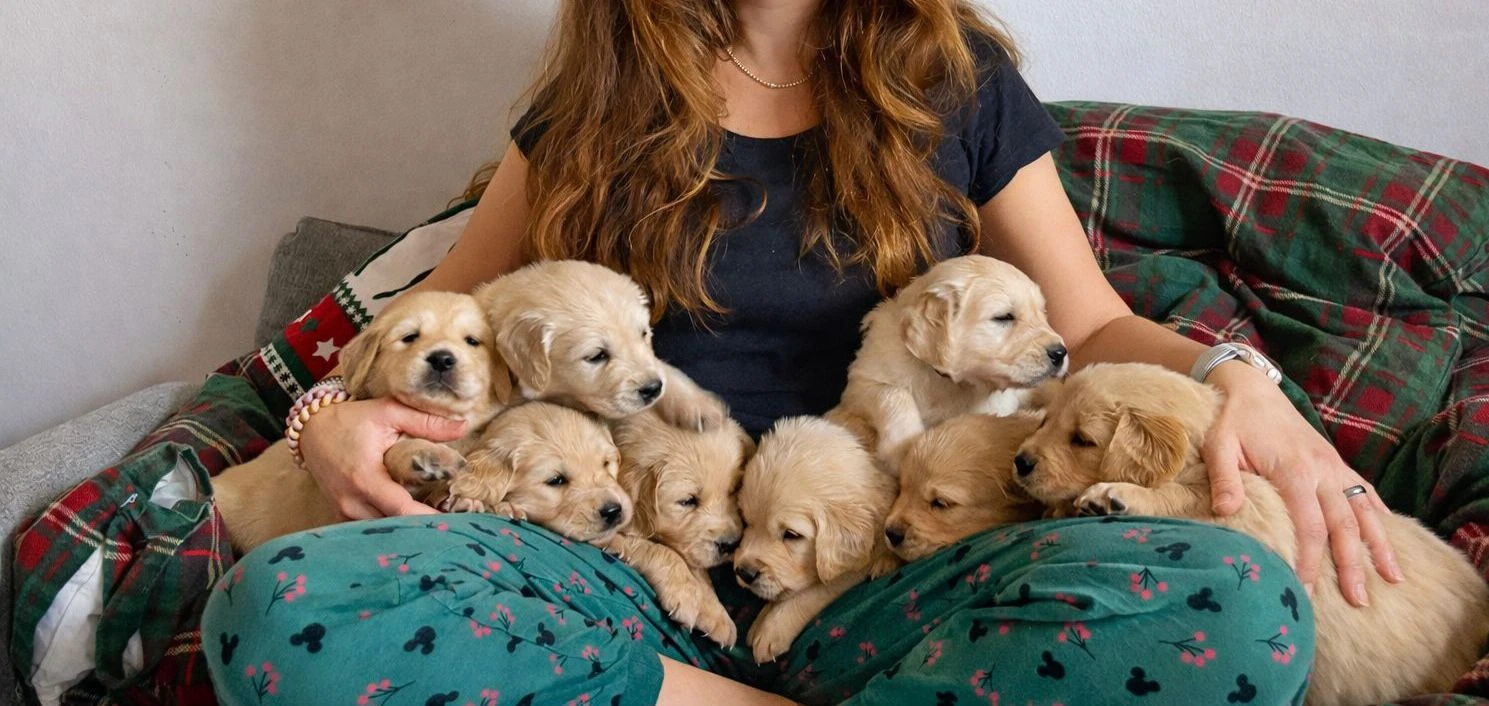 Prodej štěňat zlatého retrívra