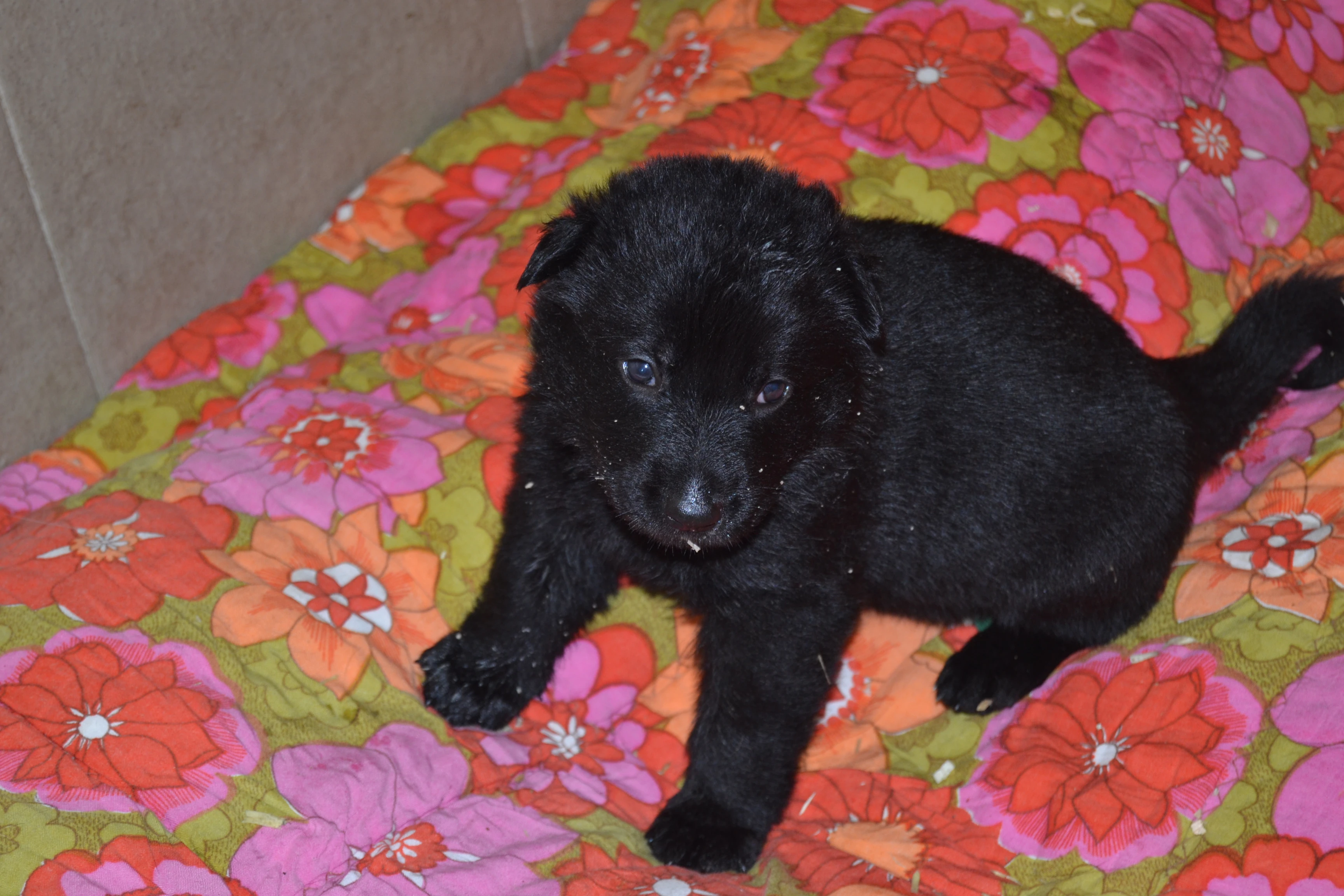 Německý ovčák štěnata