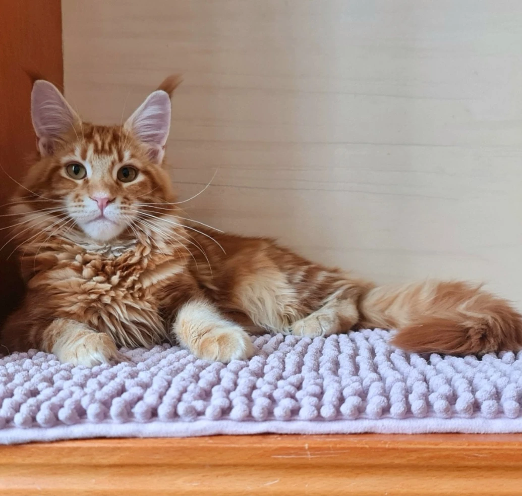 Gábinka -Mainská mývalí kočka s PP