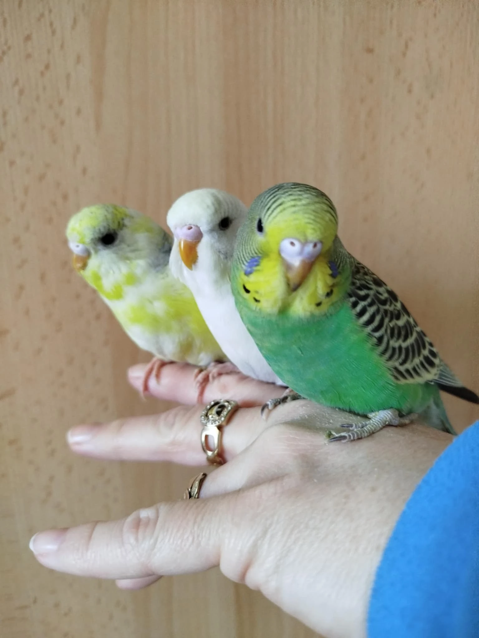 Prodám mladé andulky po vylétnutí z budky