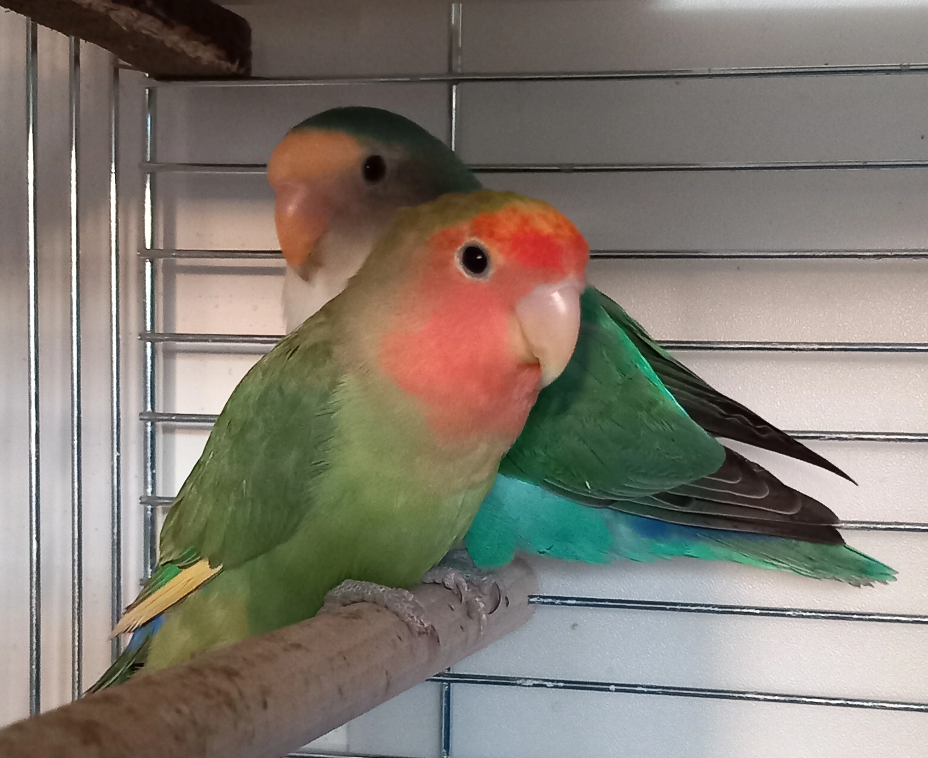 Prodám párek agapornis růžohrdlý - spíš do bytu - možno i s novou klecí