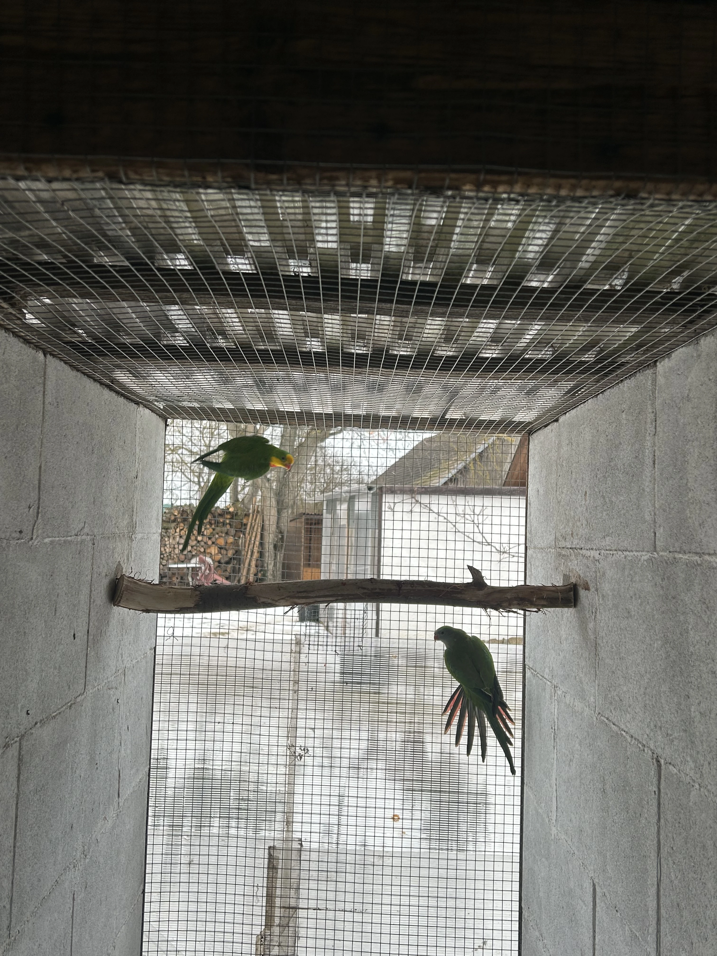 Papoušek nádherný