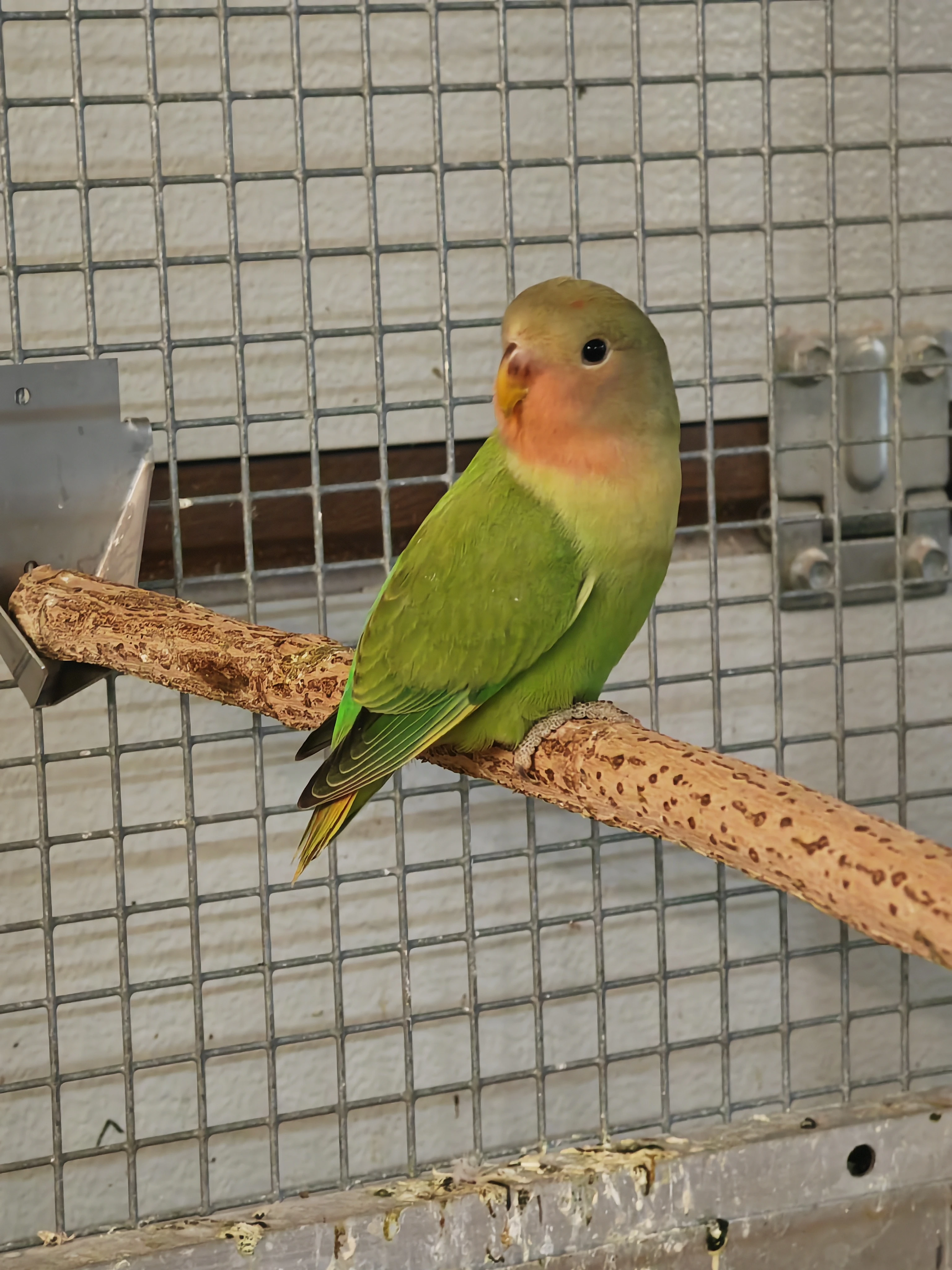 Agapornis růžohrdlý