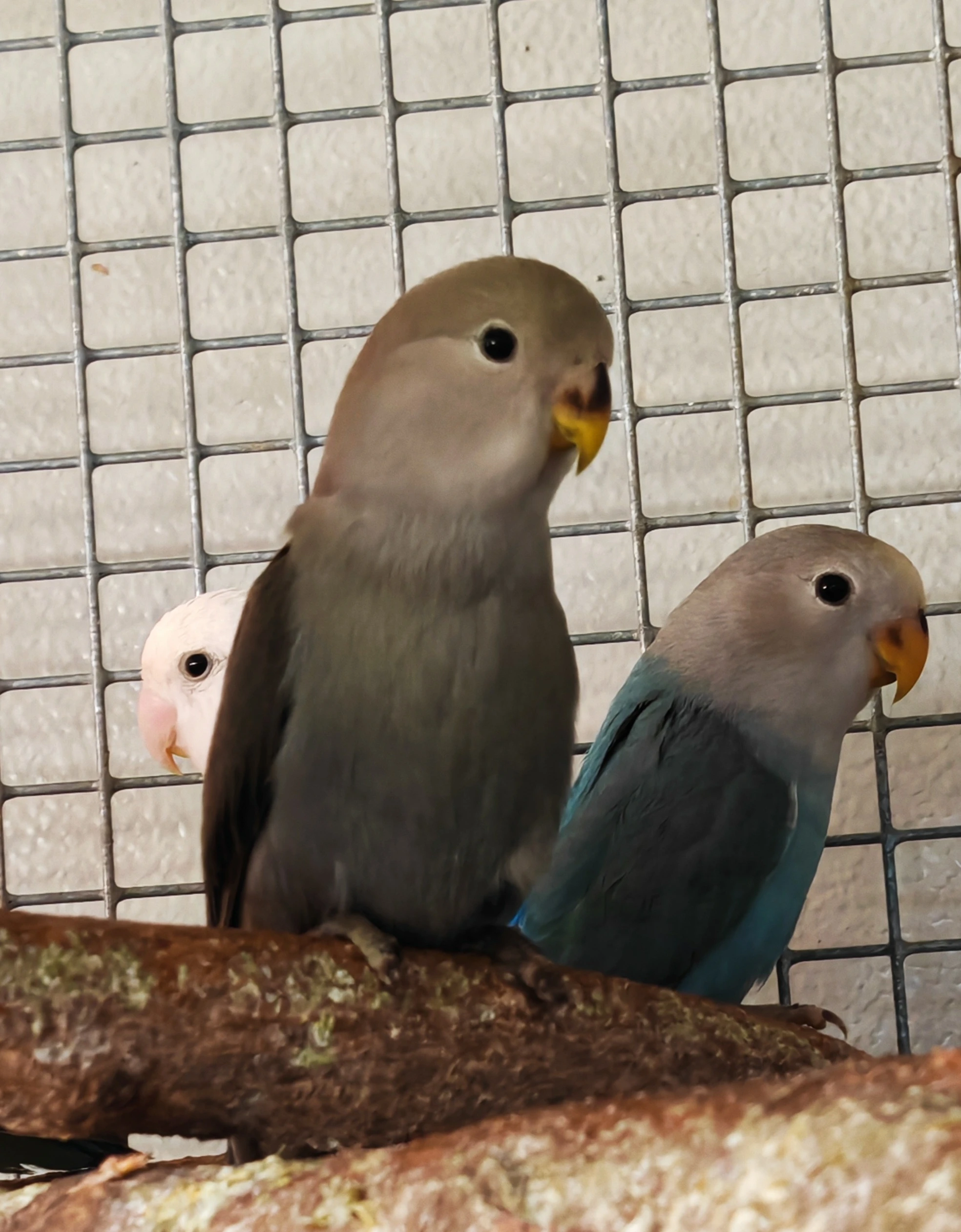 Agapornis růžohrdlý