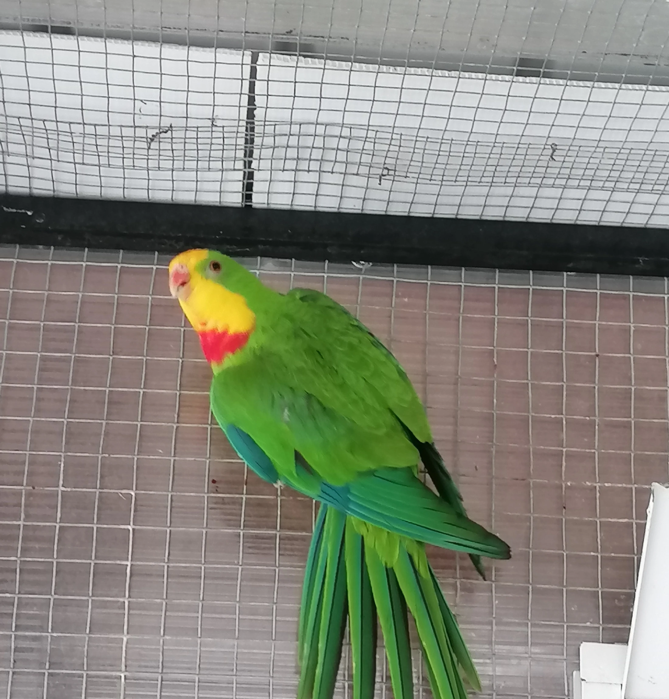 Papoušek nádherný