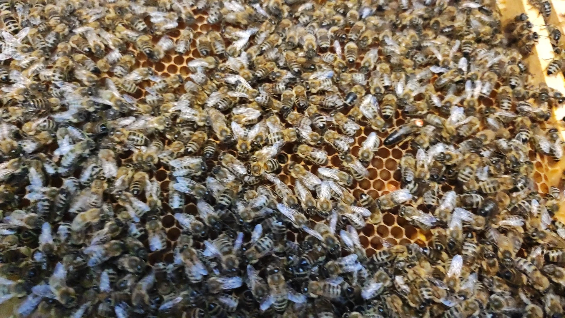 Vyzimované včely na rámku 39x24 (velikost: na 9-10rámcích)