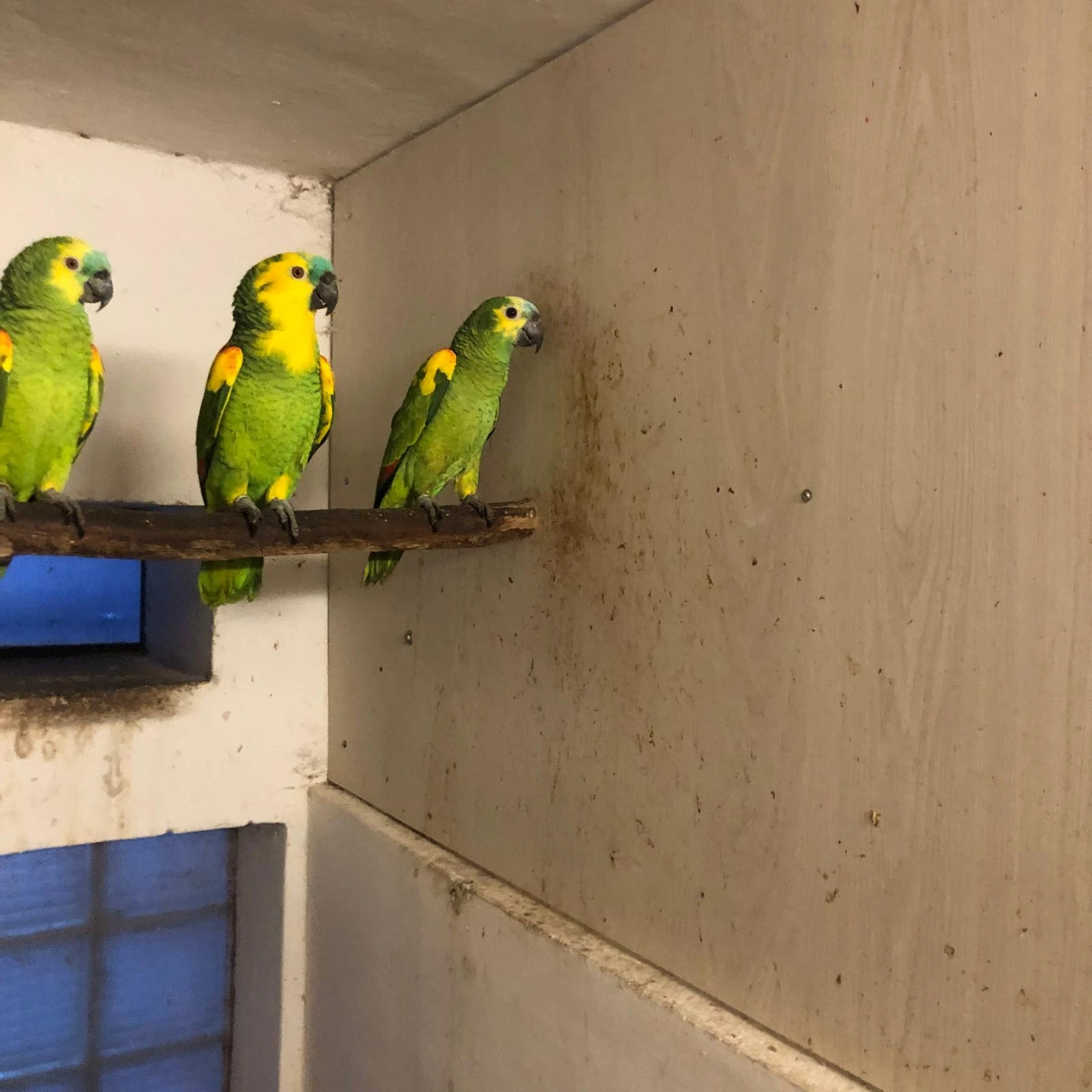 Amazoňan modročelý