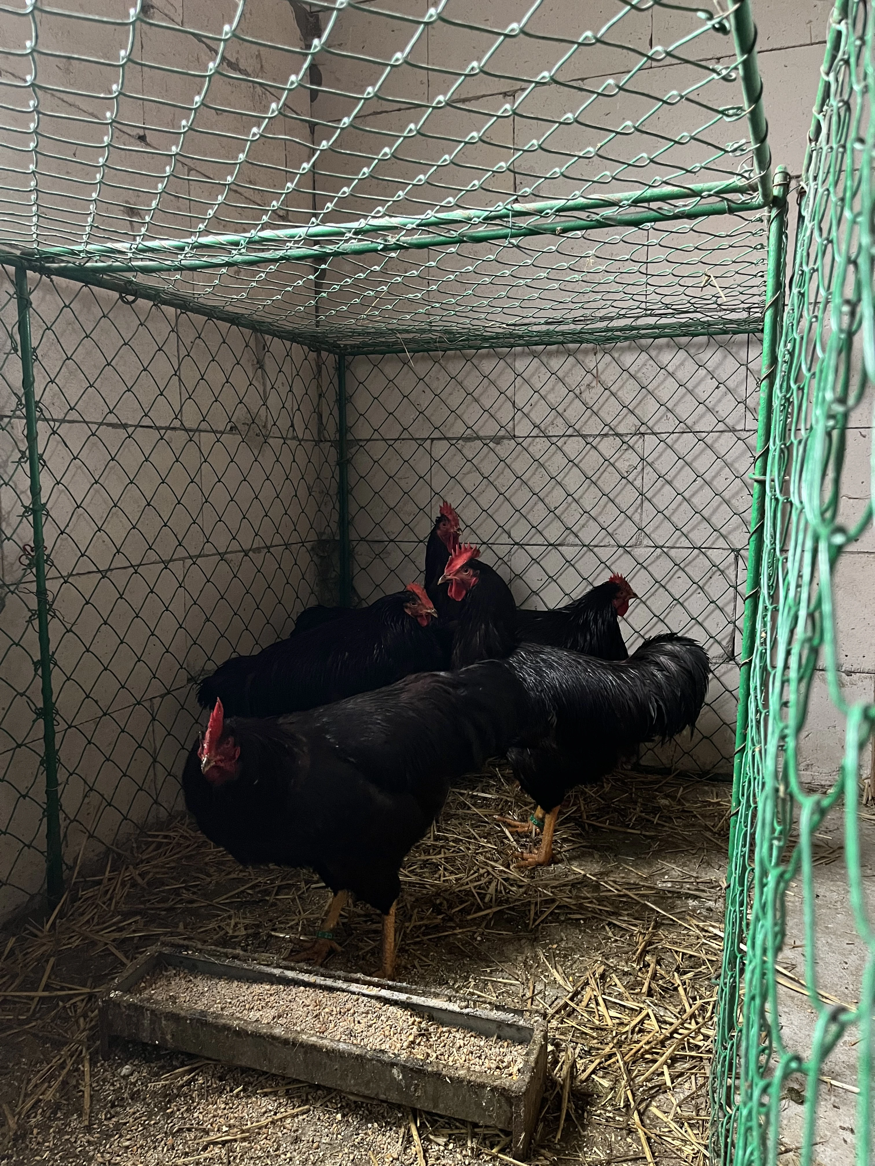 Prodám kohouty rodajlenky červene