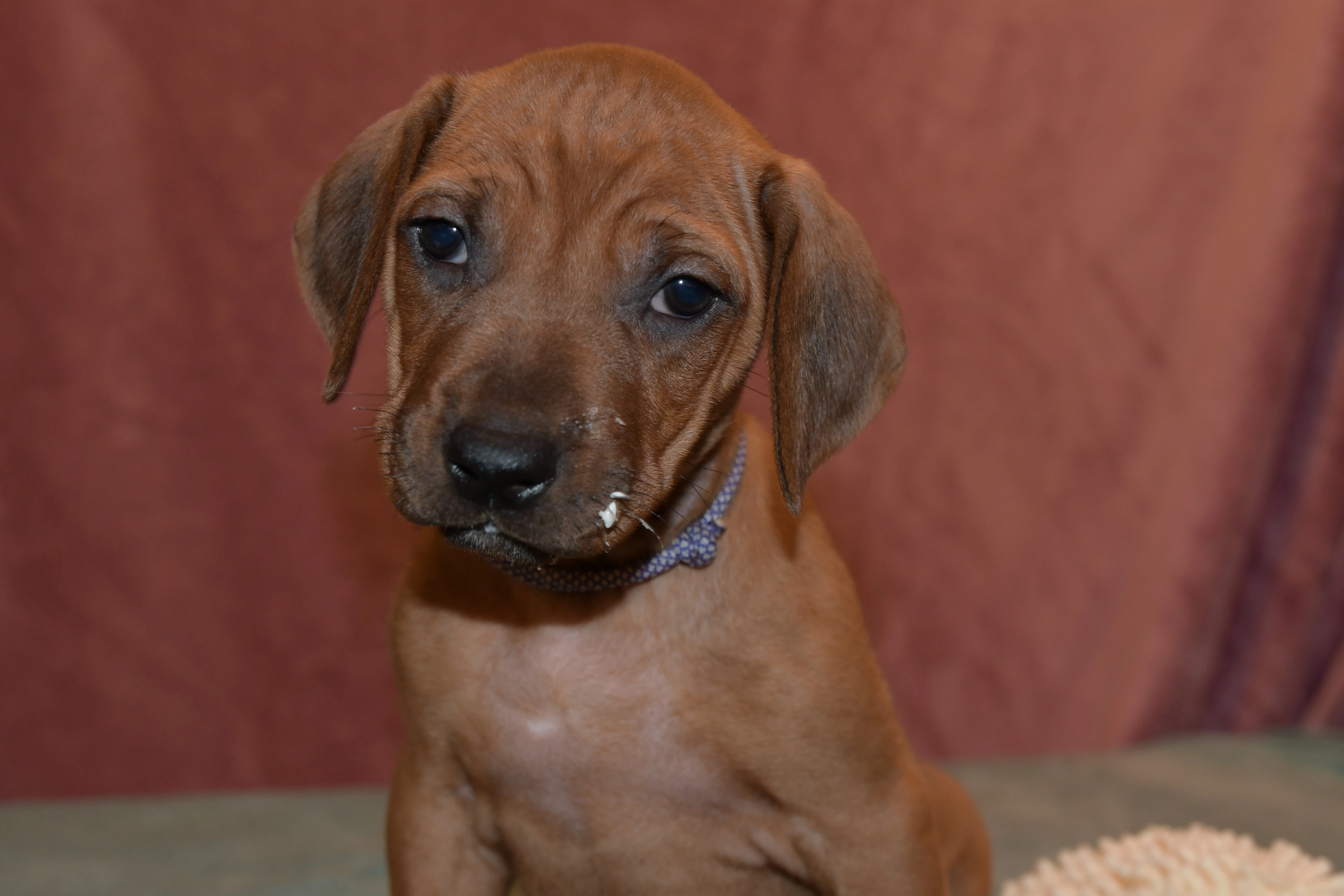 Rhodeský Ridgeback - vymazlená štěňátka s PP
