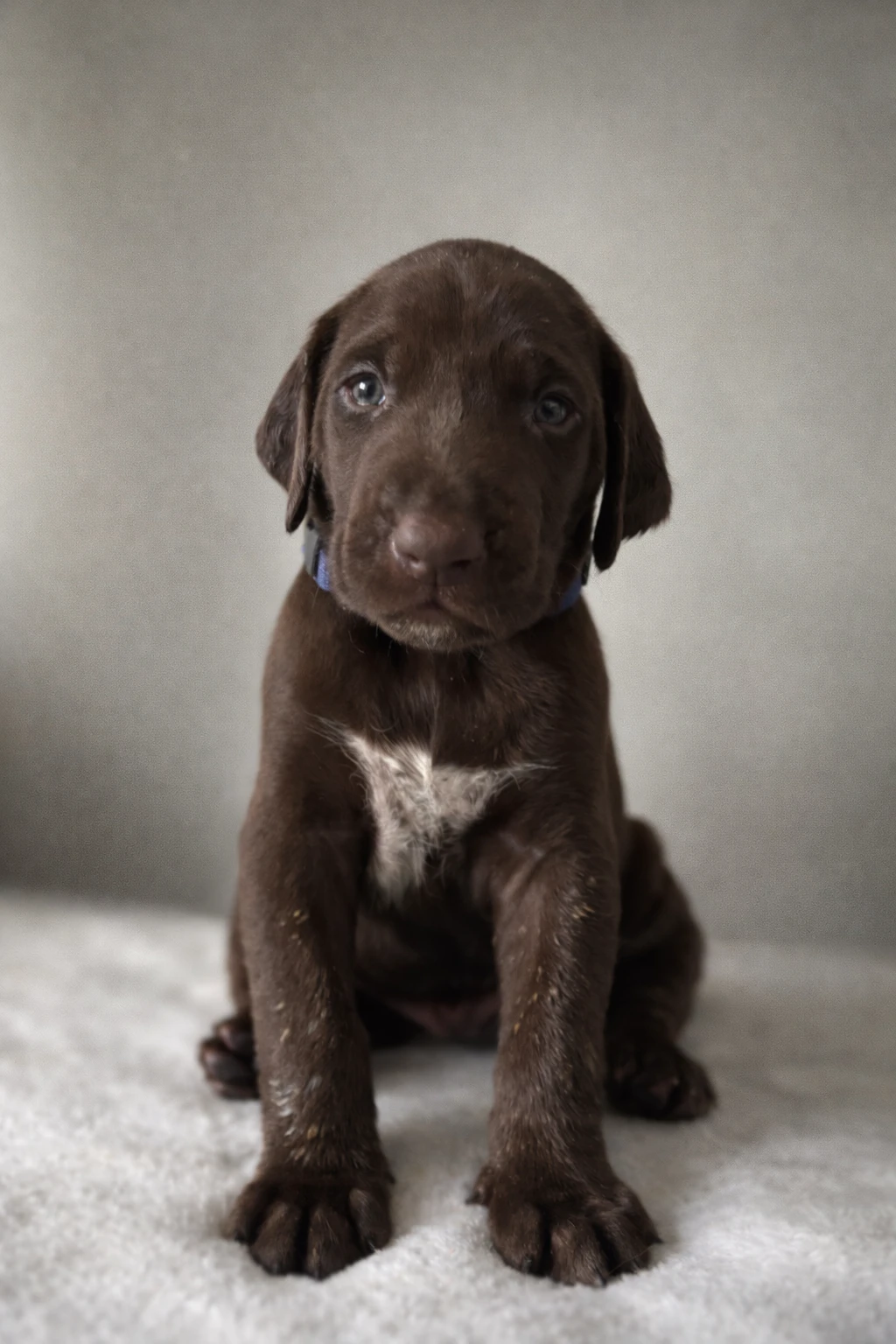 Štěňata NKO po světovém vítězi