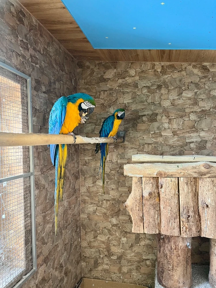 Ara Ararauna, Amazoňan modročelý, Papoušek královský, Papoušek činský