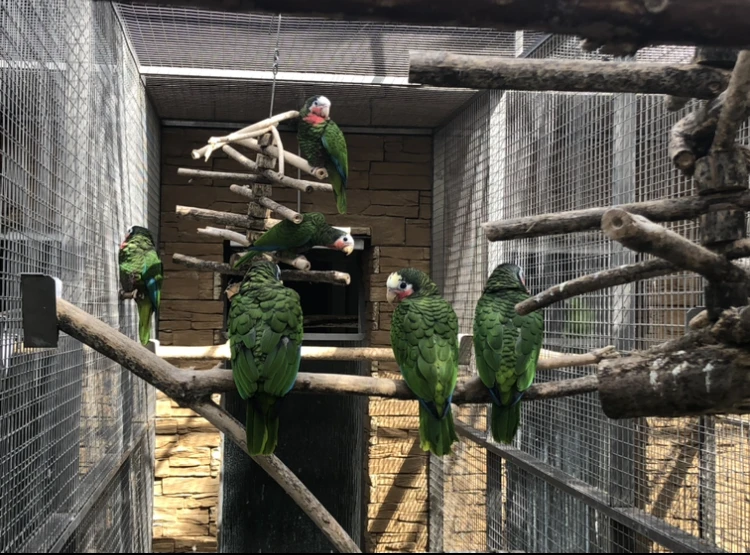 Amazoňan kubánský