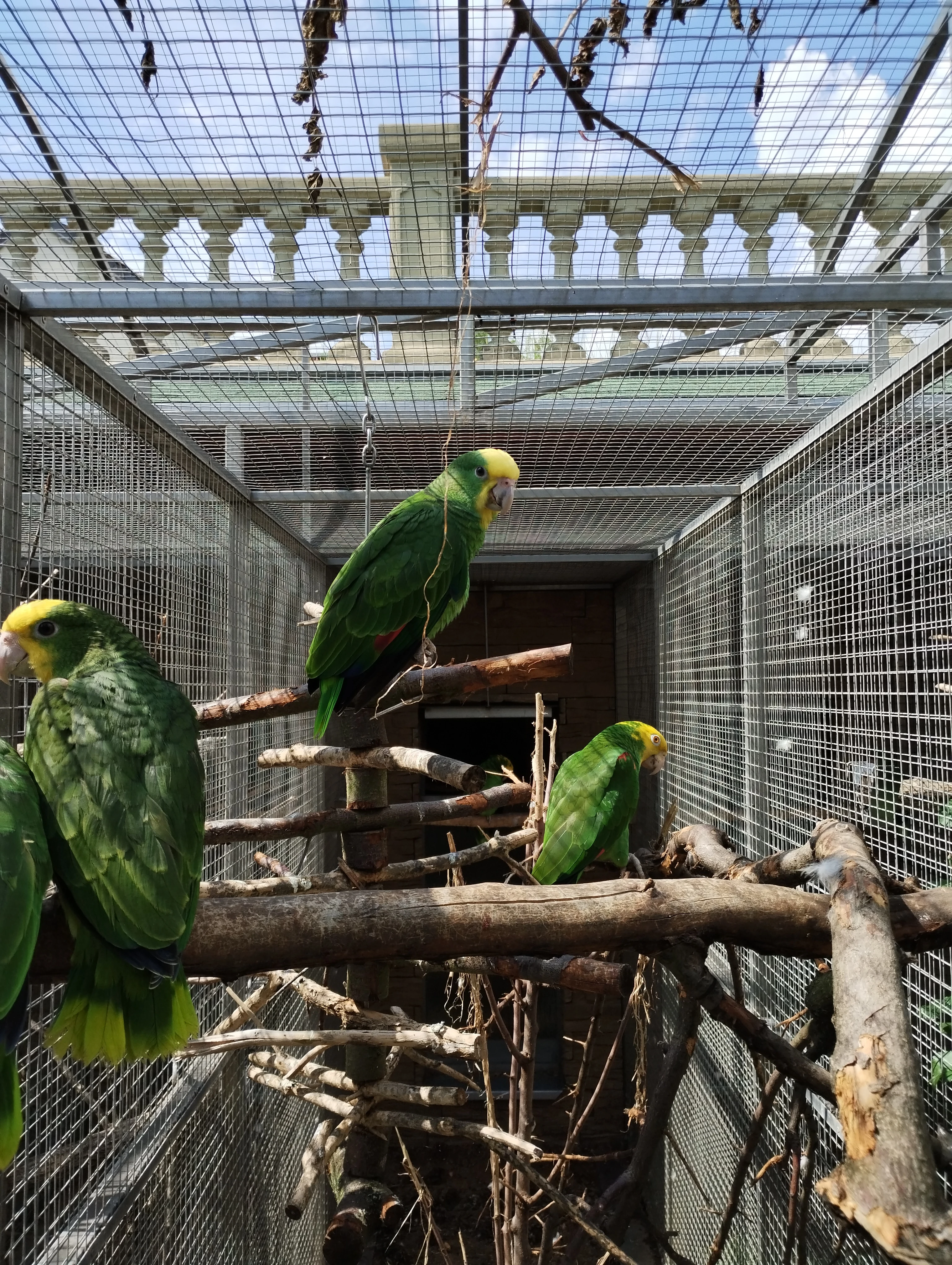 Amazoňan velký /oratrix/