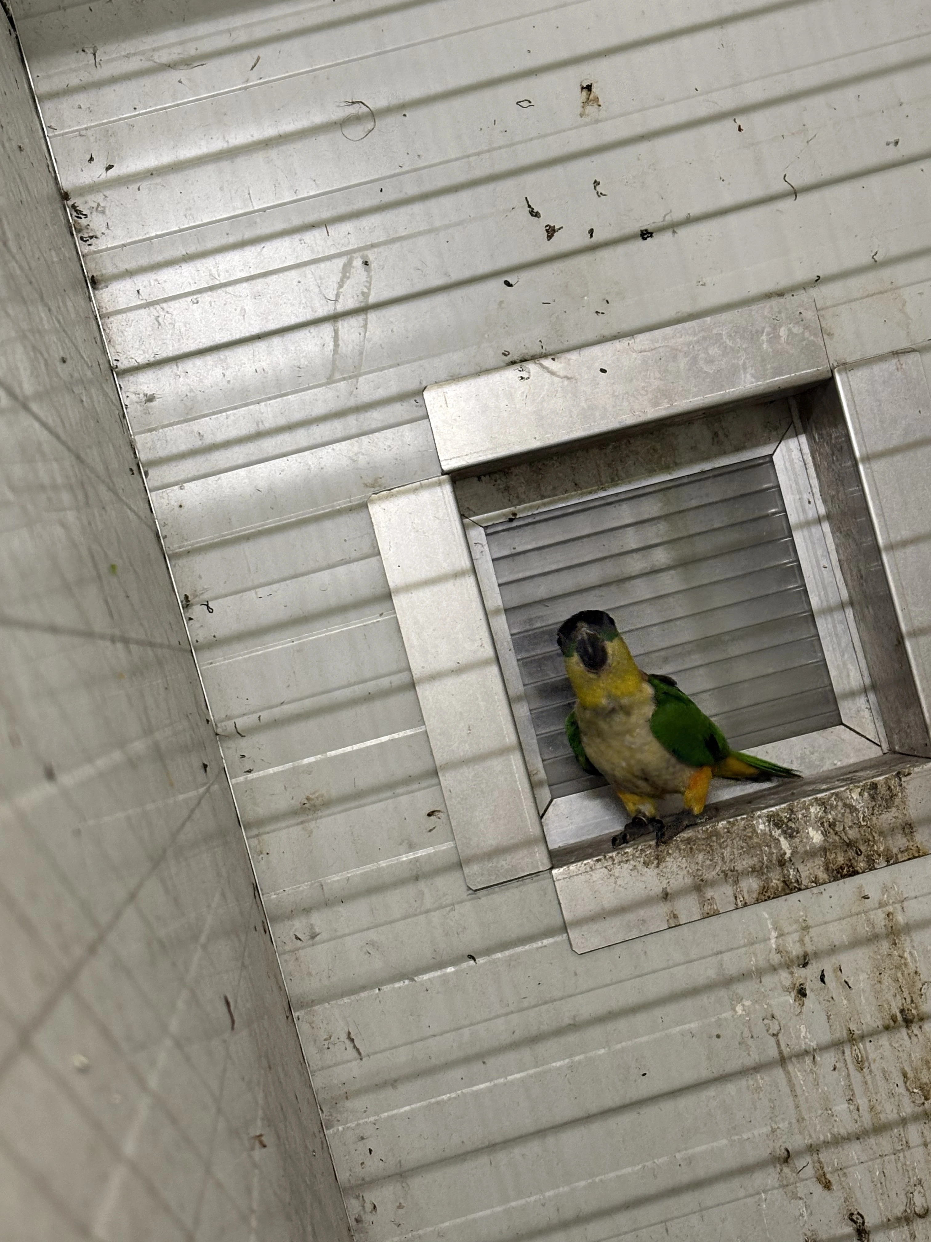 Amazónek černotemený