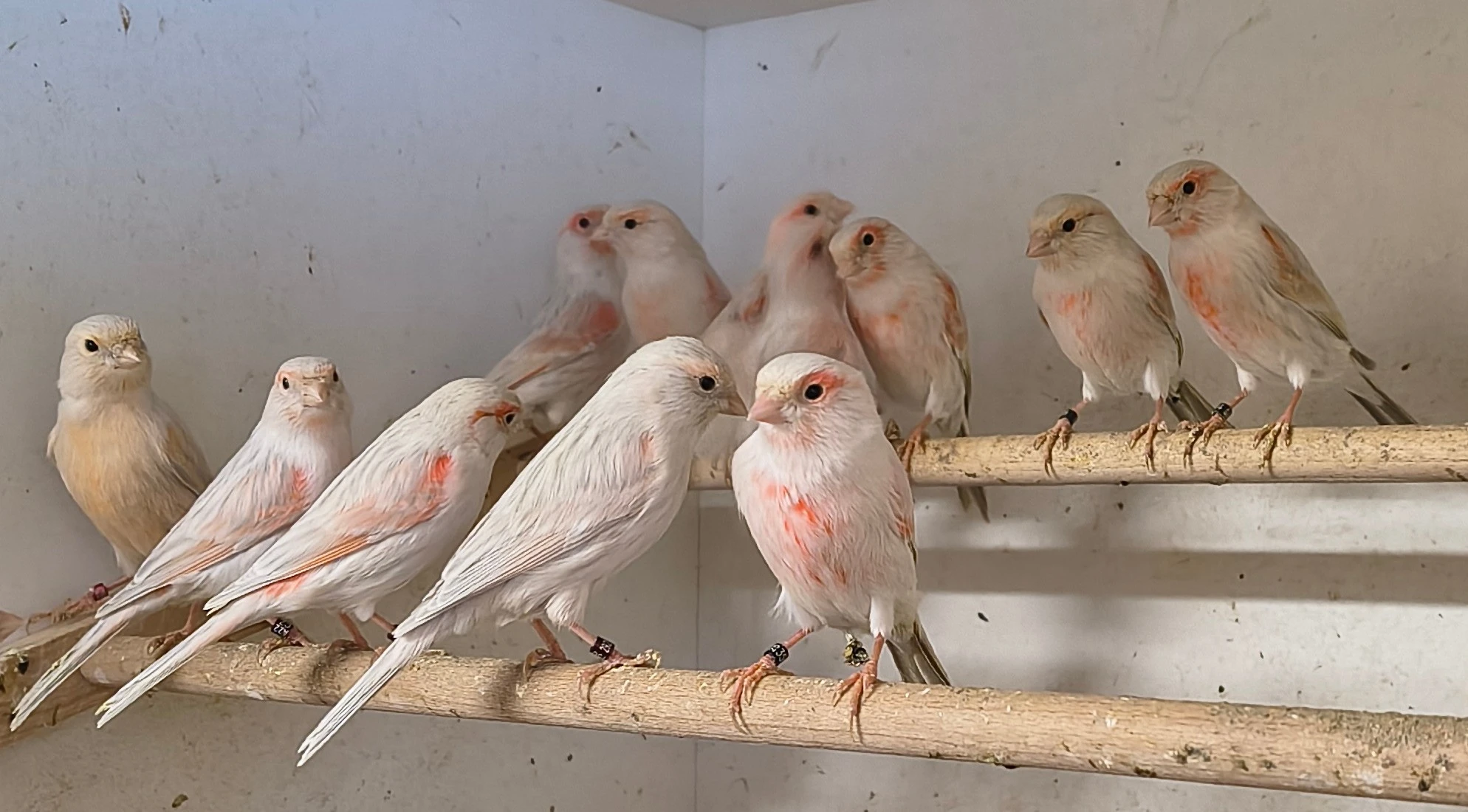 Kanár mozaika - samičky