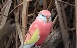 Koupím samce Neopfémy Bourka