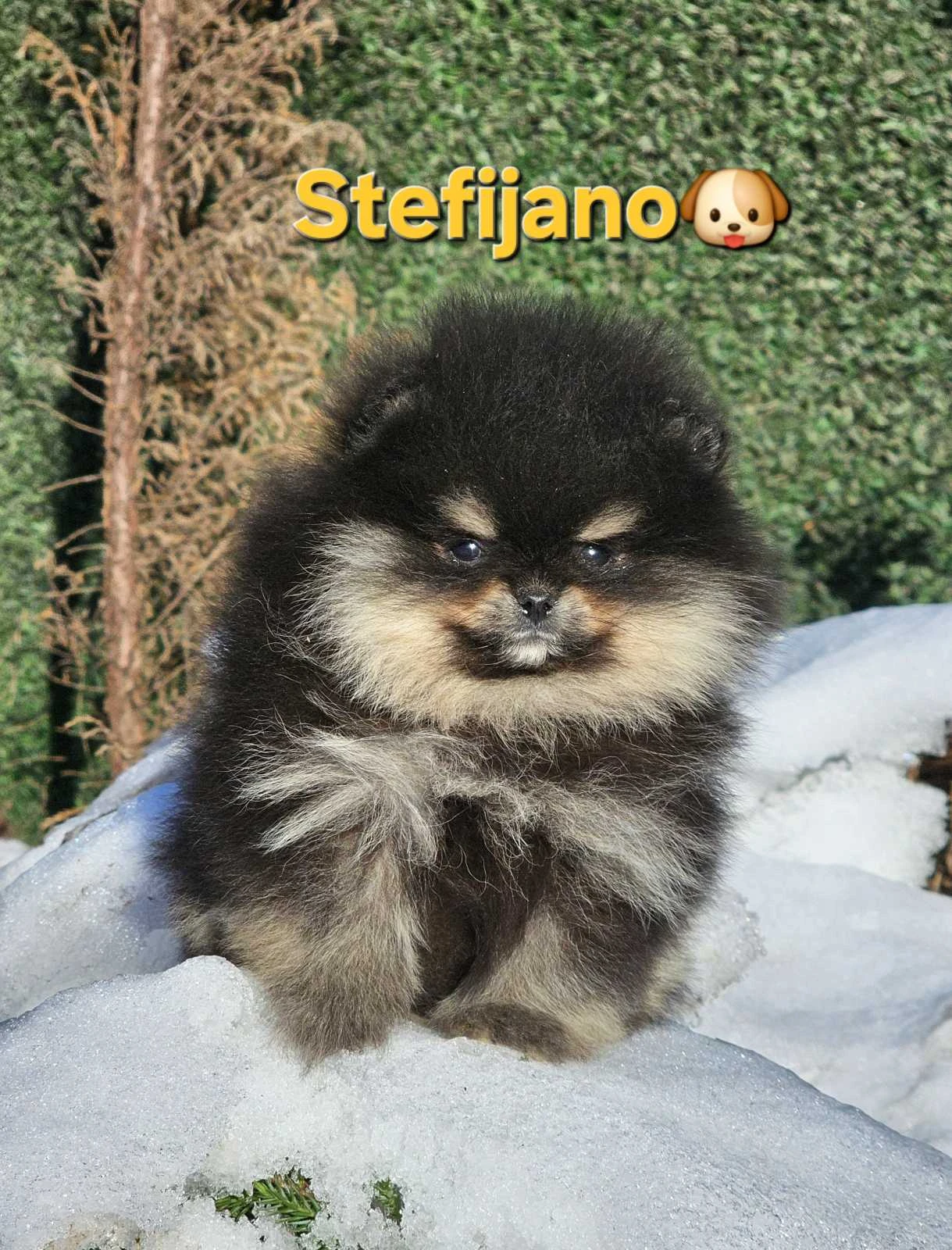 Pomeranian BOO – medvídkový vzhled, pomeranian špic
