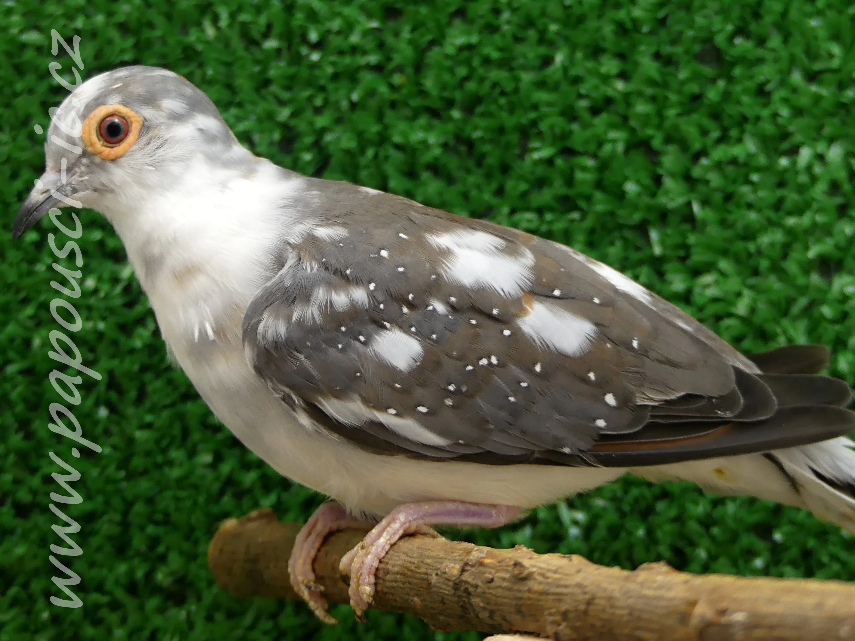 Holoubek diamantový - straka