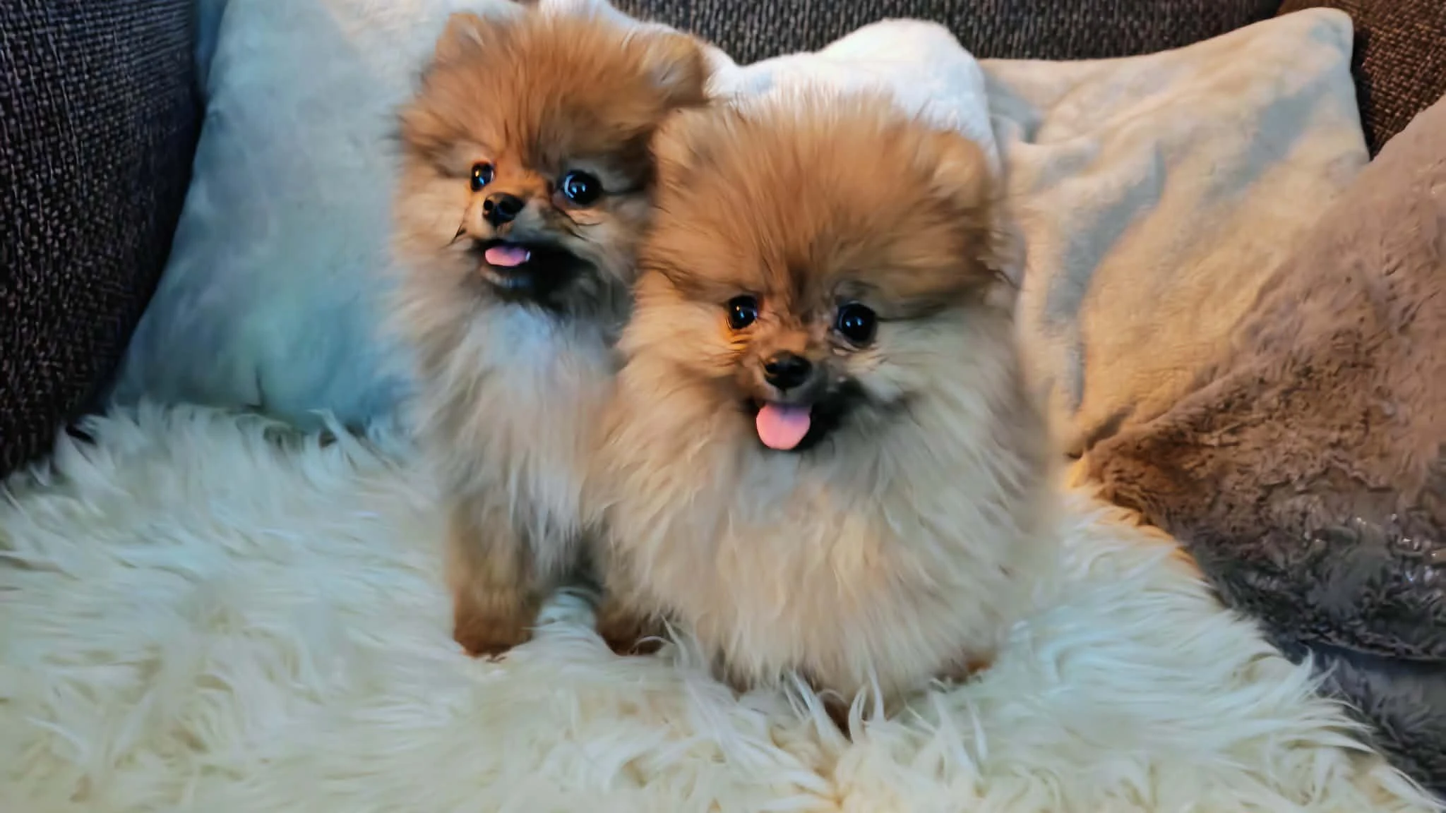 Pomeranian štěně s pp,fci