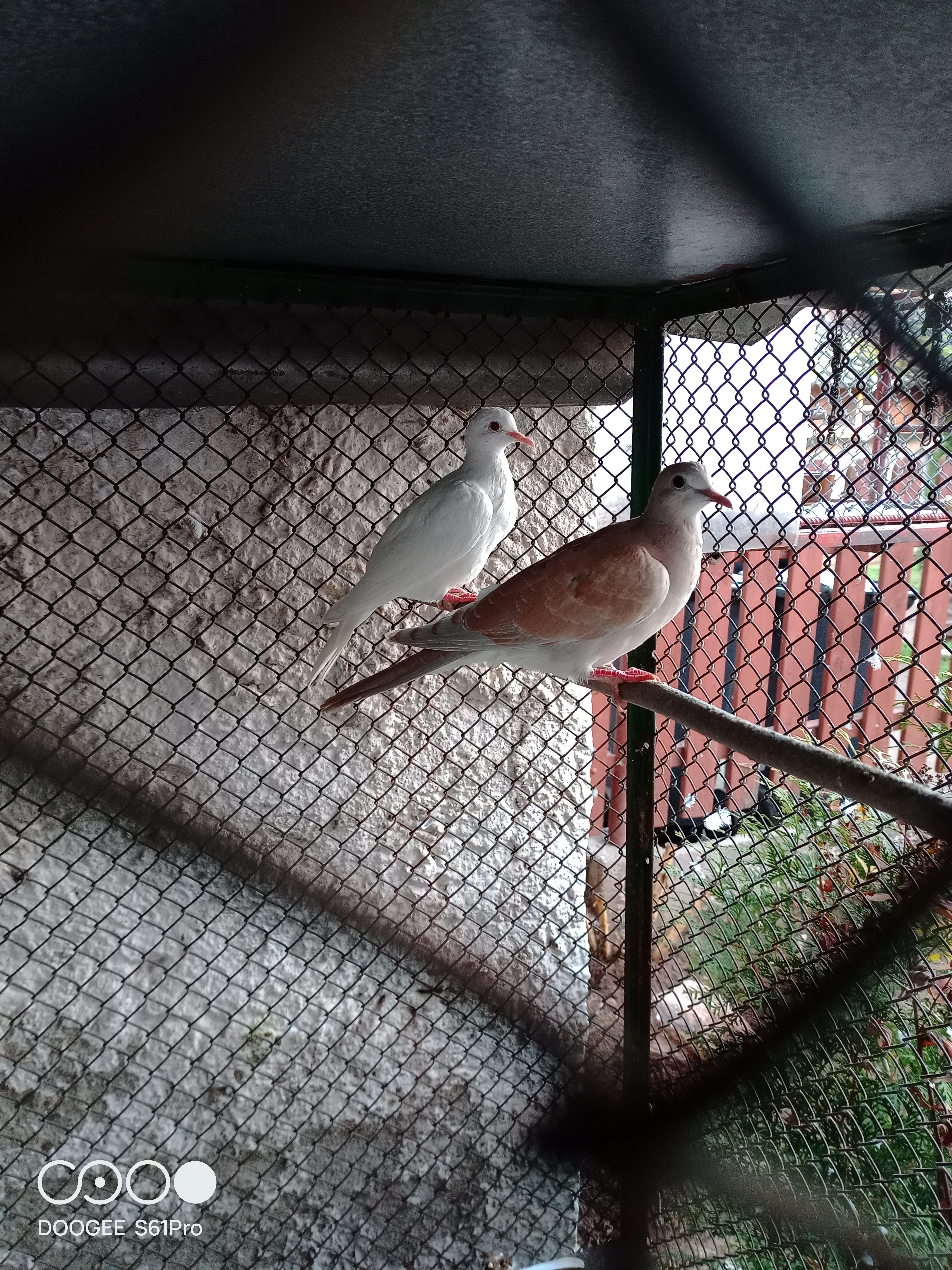 Hrdličky chechtavé