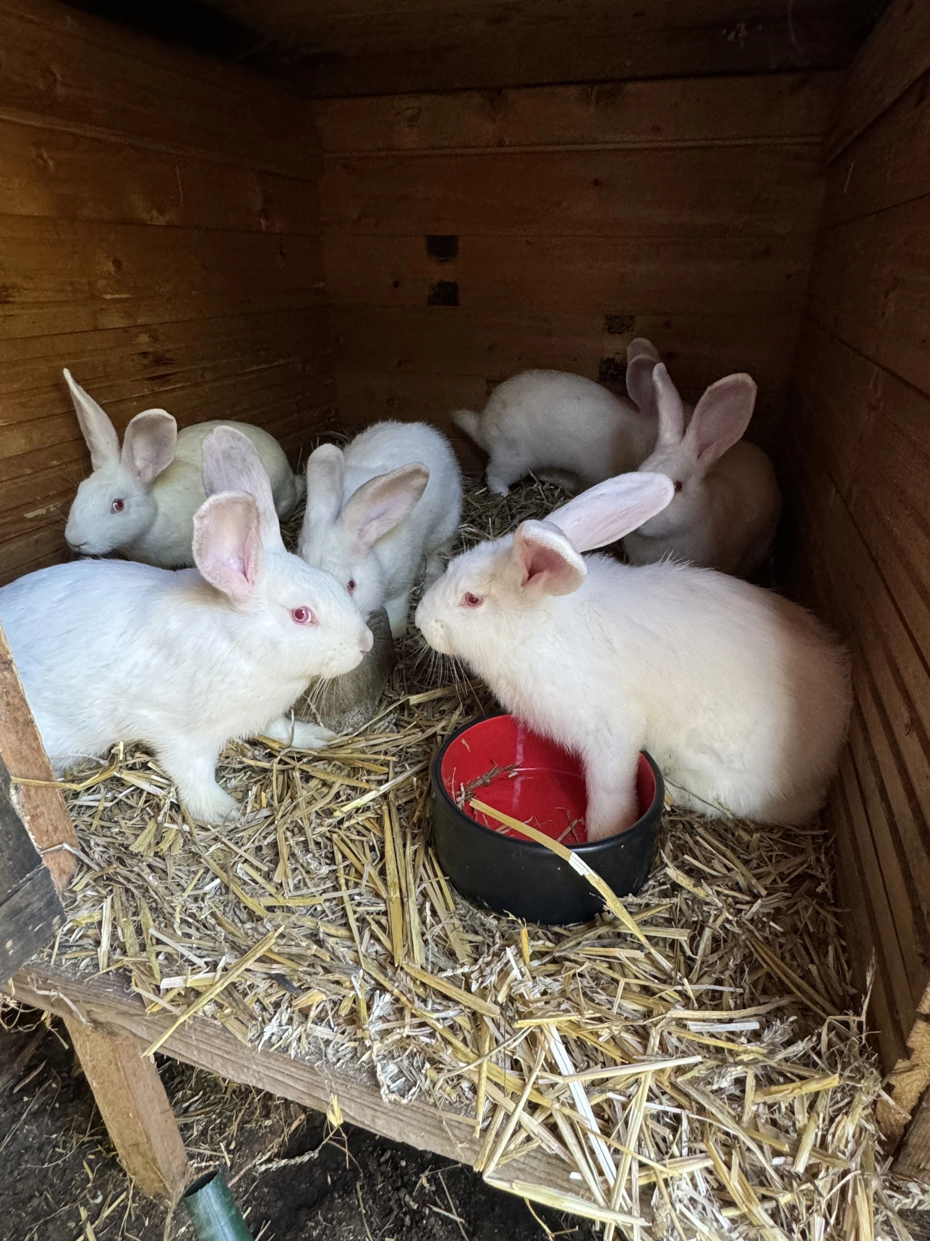 Mladí králici Hyla