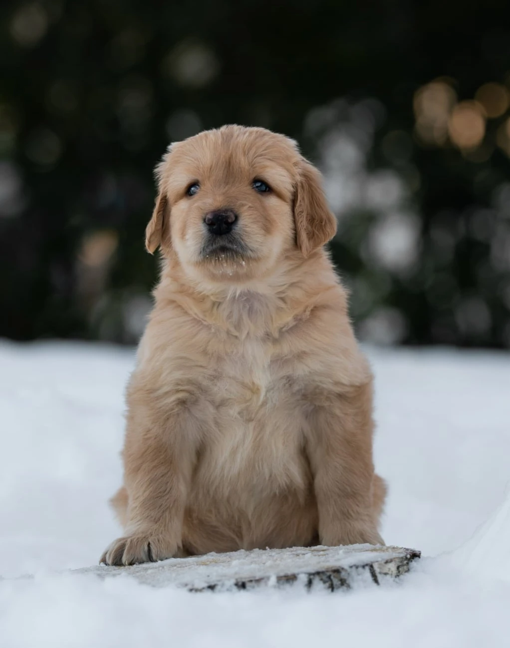 Štěňátka Hovawarta s PP