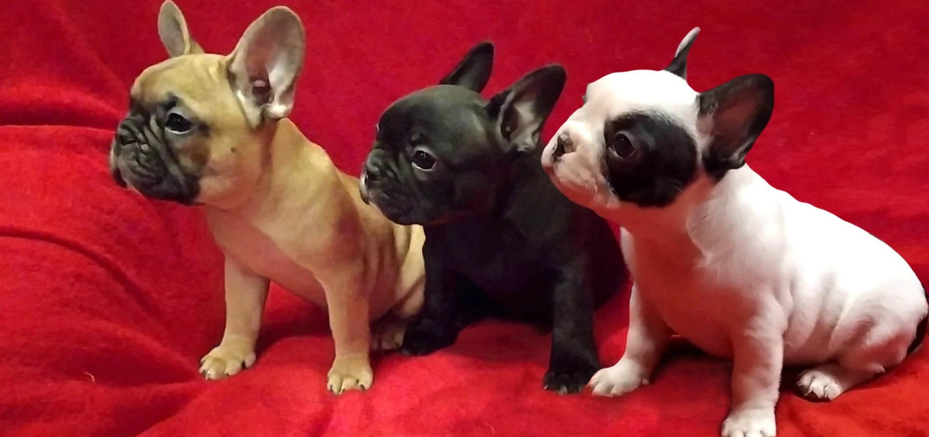 Francouzský buldoček s PP