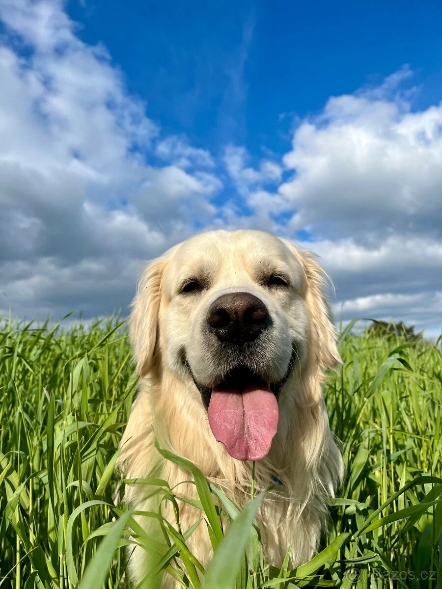 Zlatý retriever - pes ke krytí