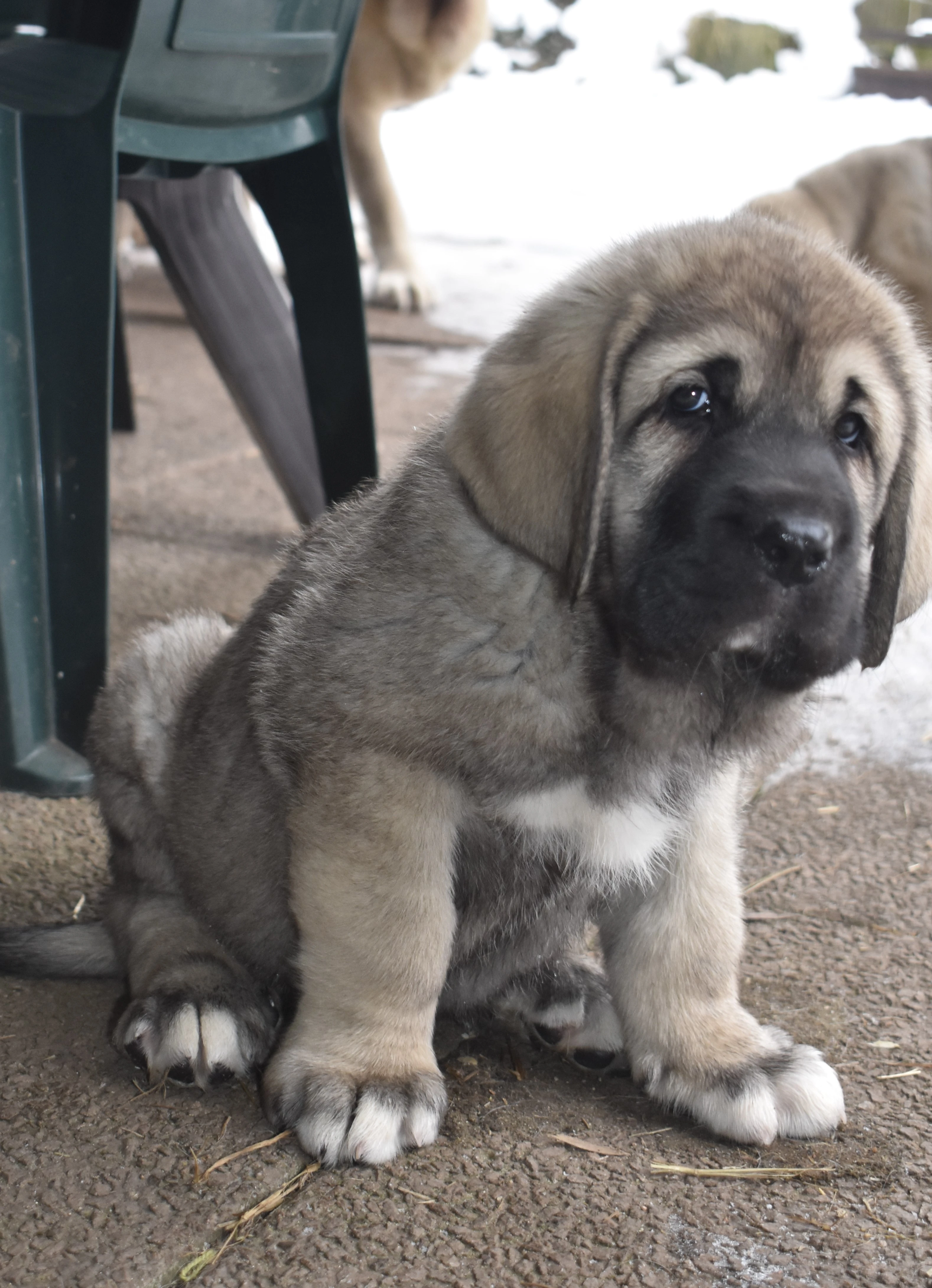 Štěňátka připravená k odběru -oba rodiče Španělský Mastin