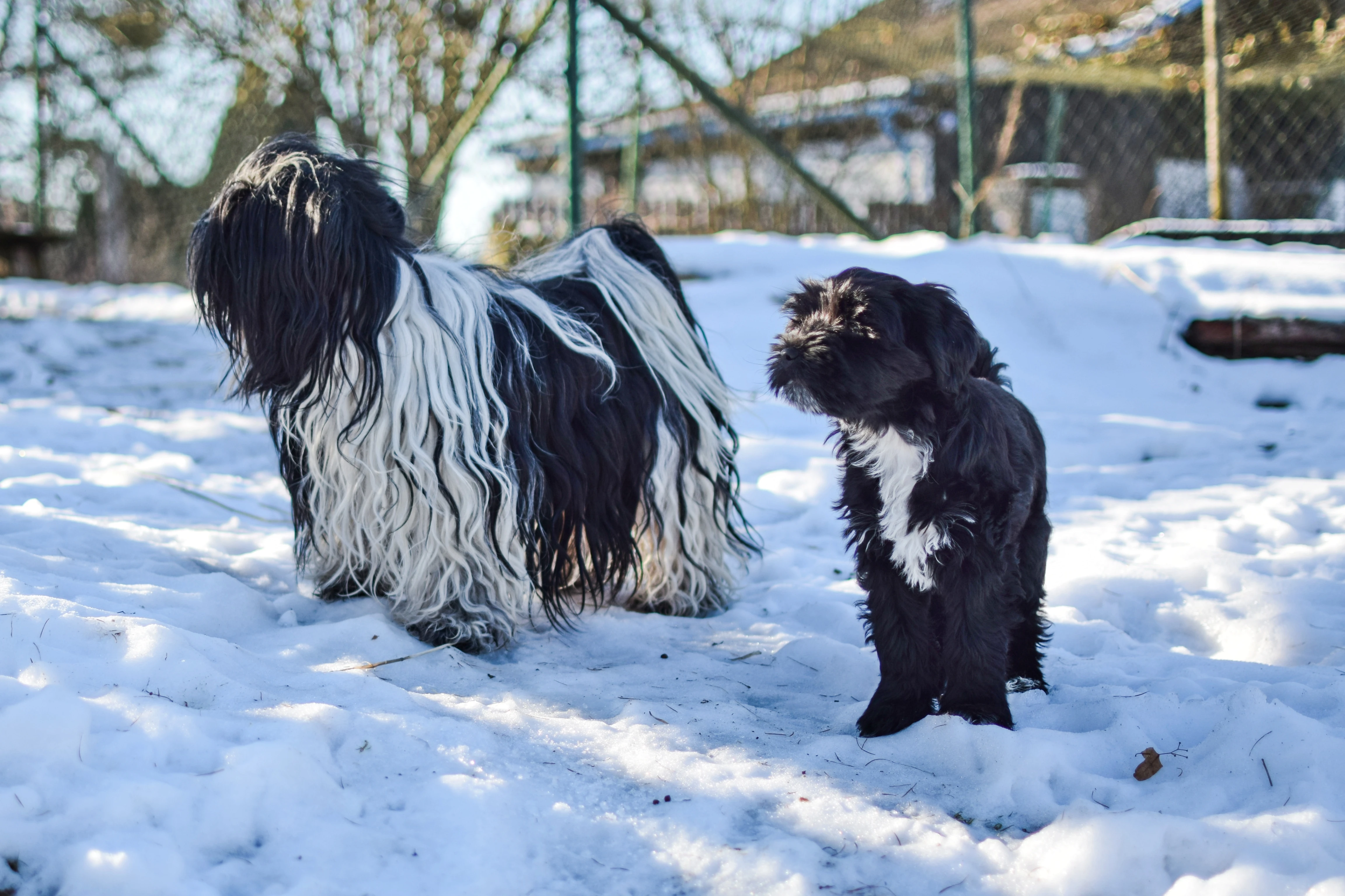 Prodám fenku tibetského teriéra s PP