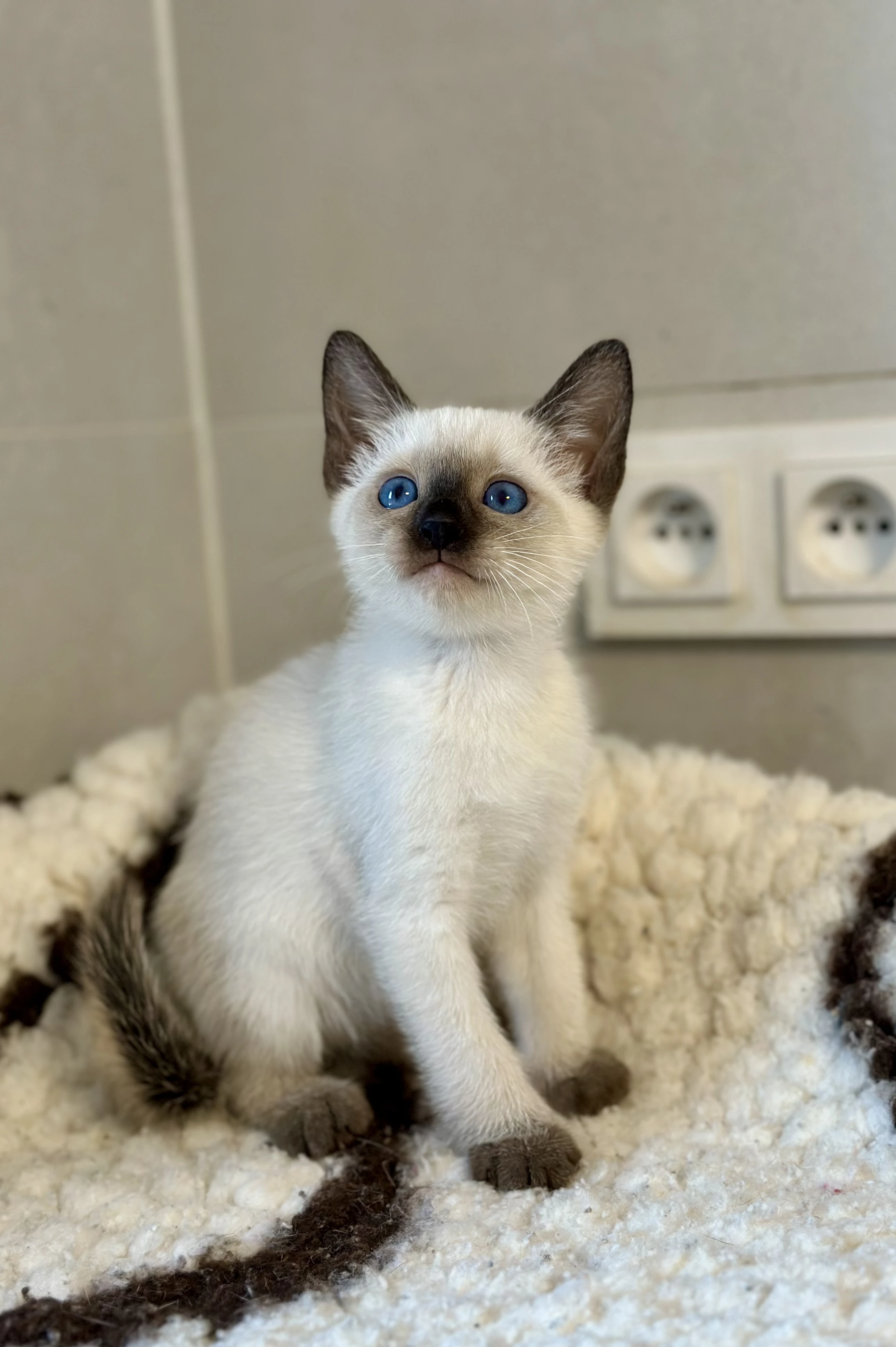 Thajská koťátka s PP