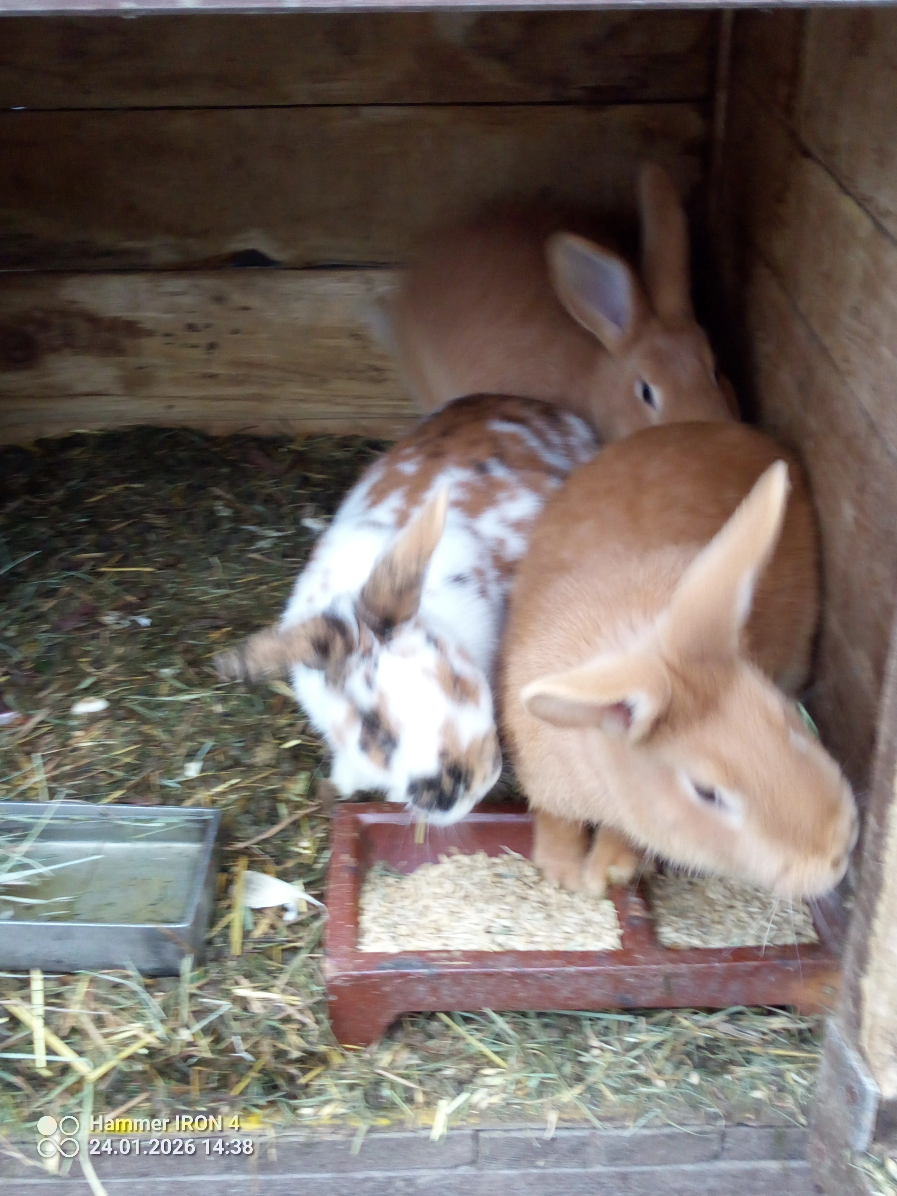 Prodám 5 samic ihned do chovu