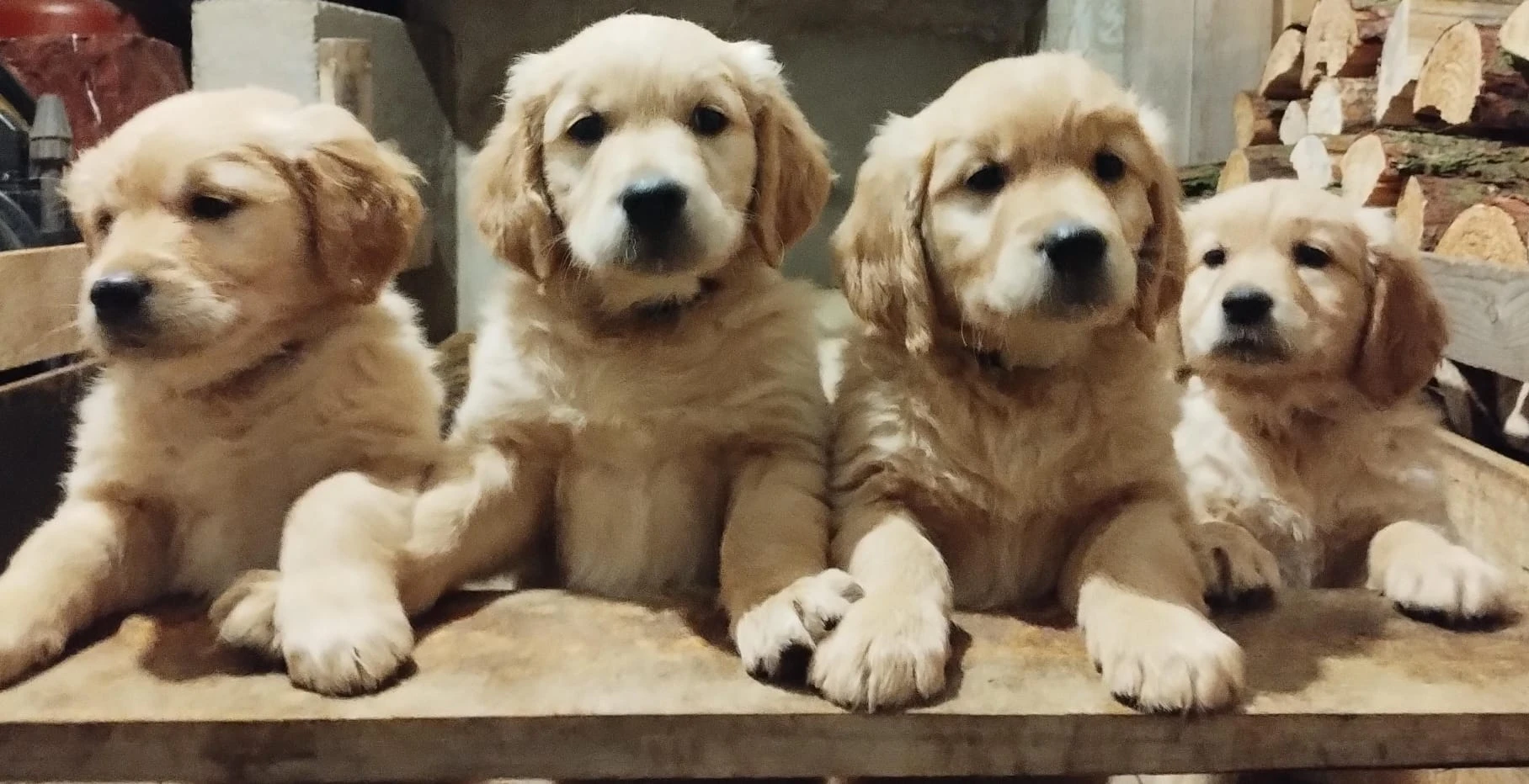 Štěňata Zlatý retrívr