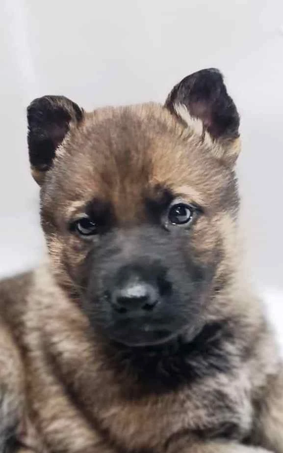 Německý ovčák s PP štěňata