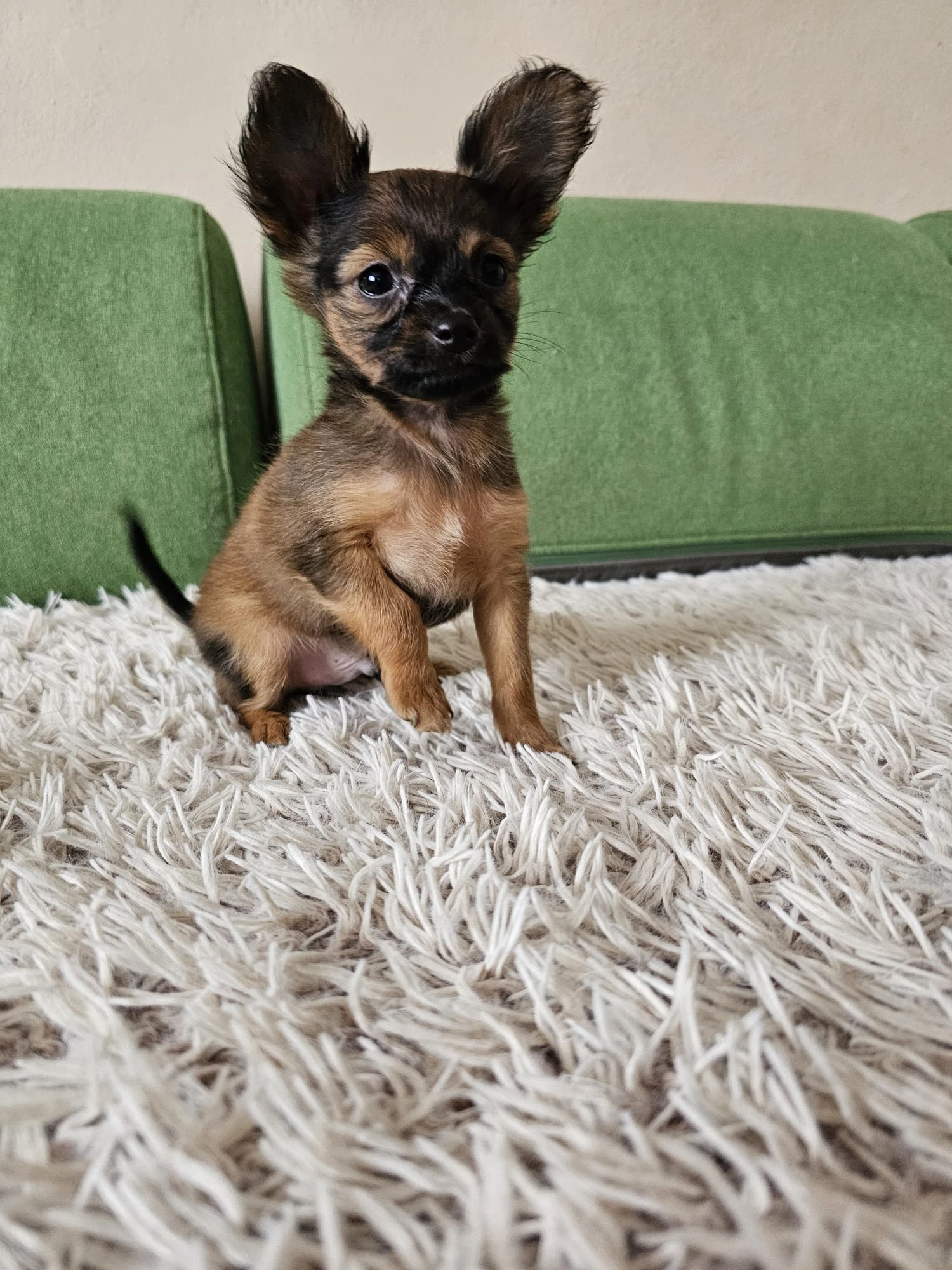 Ruský toy s PP v FCI